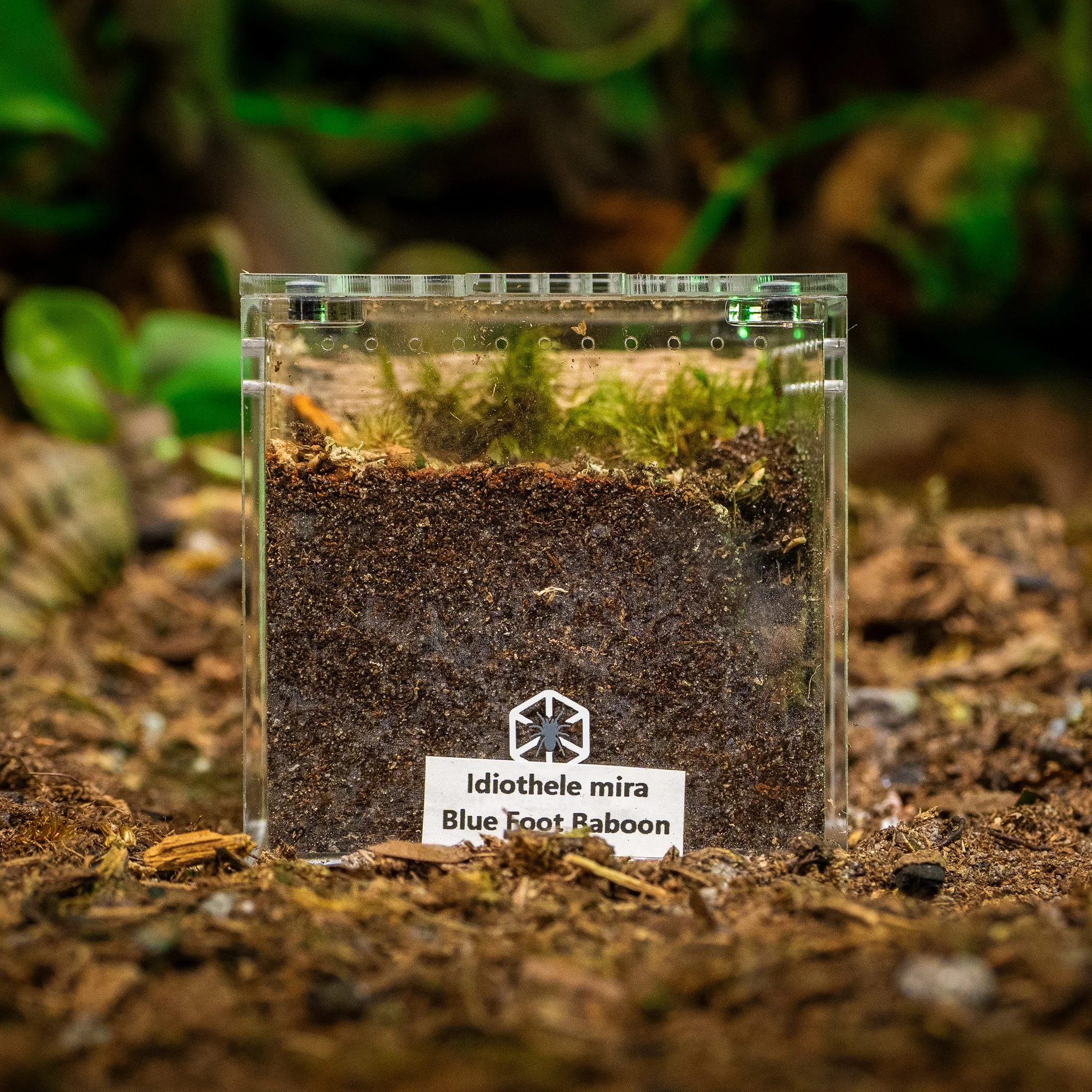 Idiothele mira - Blue Foot Baboon Tarantula