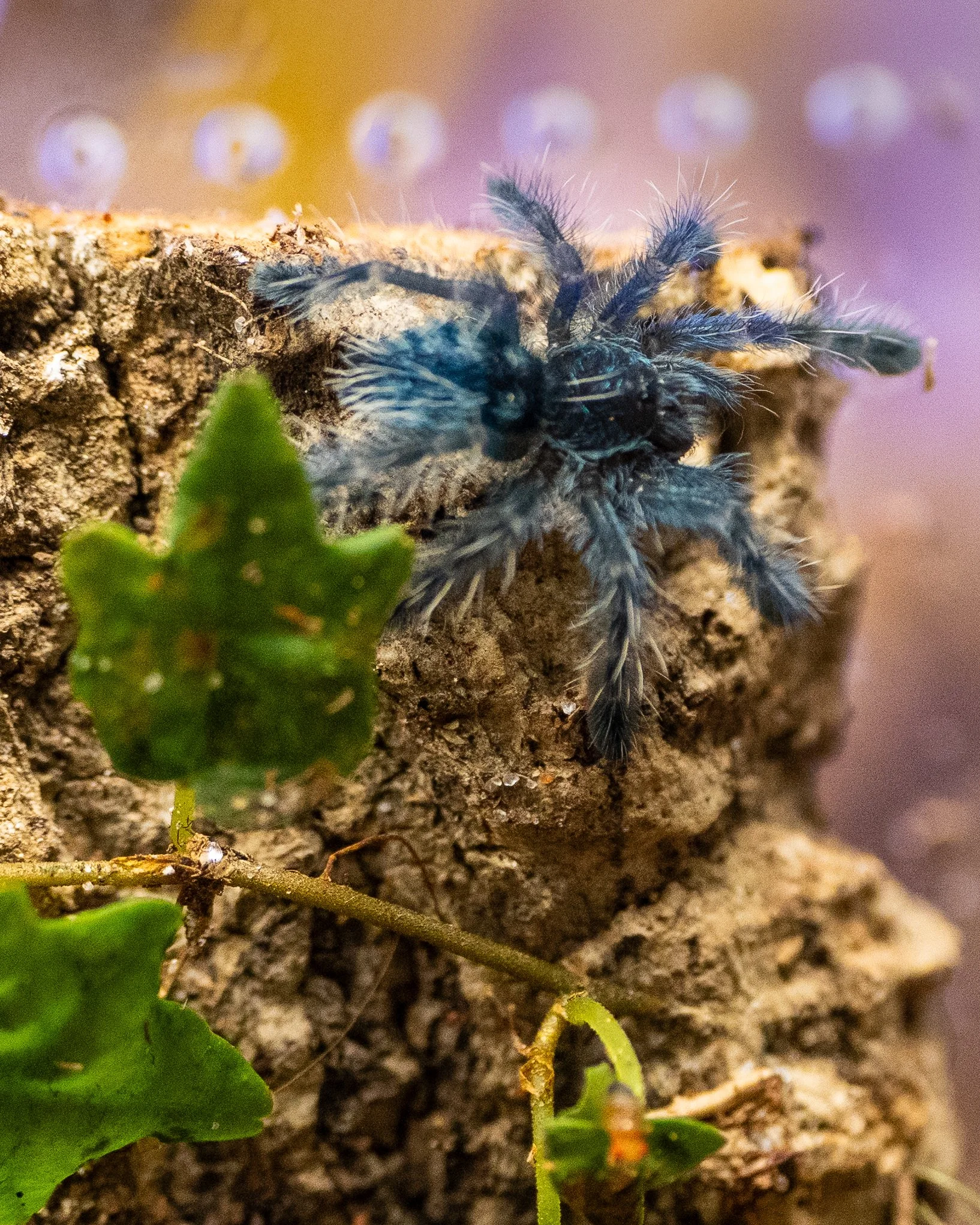 Caribena versicolor - Antilles Pinktoe - 1" w/ OG Sling Crib