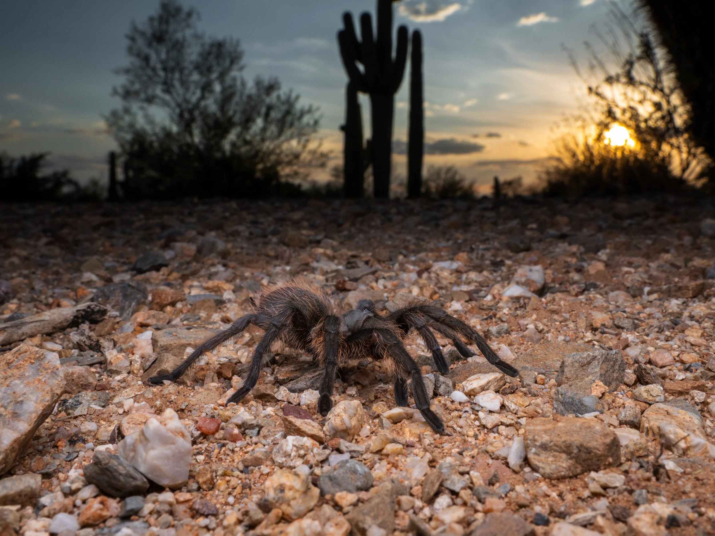 Aphonopelma vorhiesi - Madrean Red Rump Tarantula