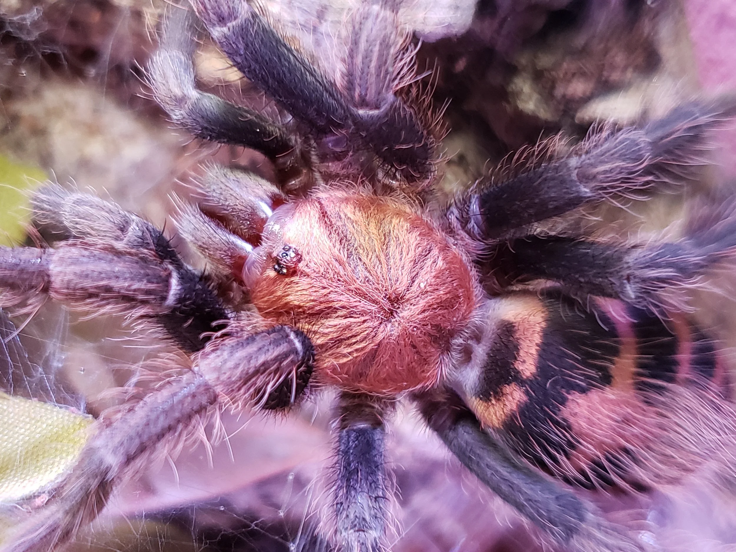 Davus pentaloris - Guatemalan Tiger Rump - 0.25" Spiderling