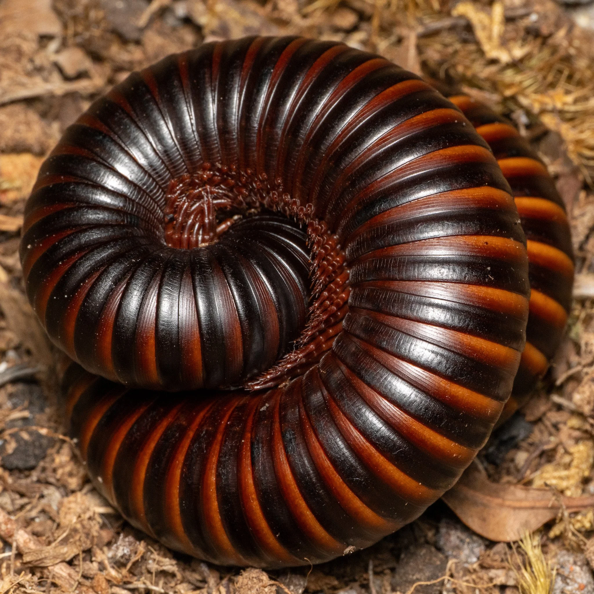 Archispirostreptus gigas - African Giant Black Millipede