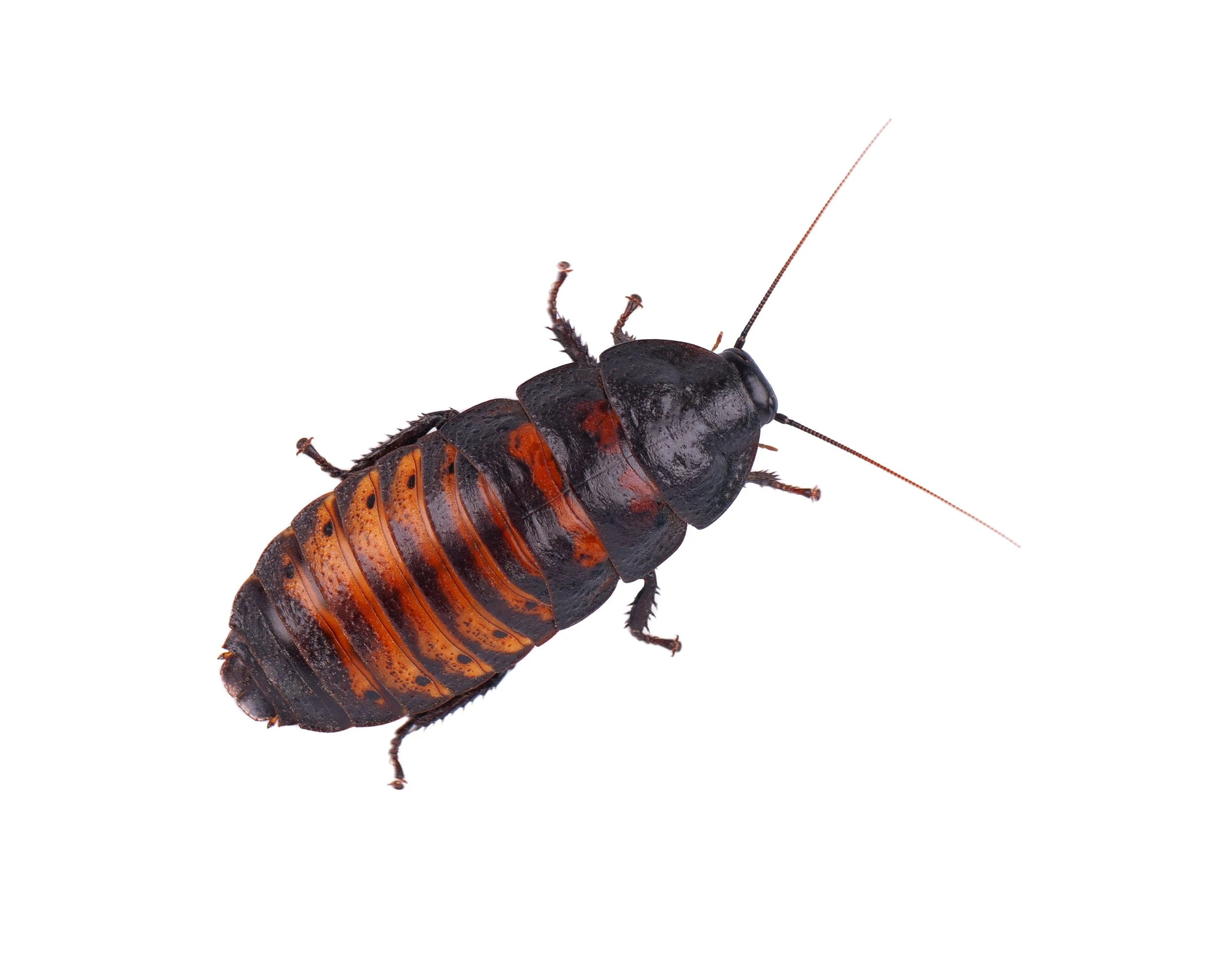 AdobeStock_512379276.jpeg