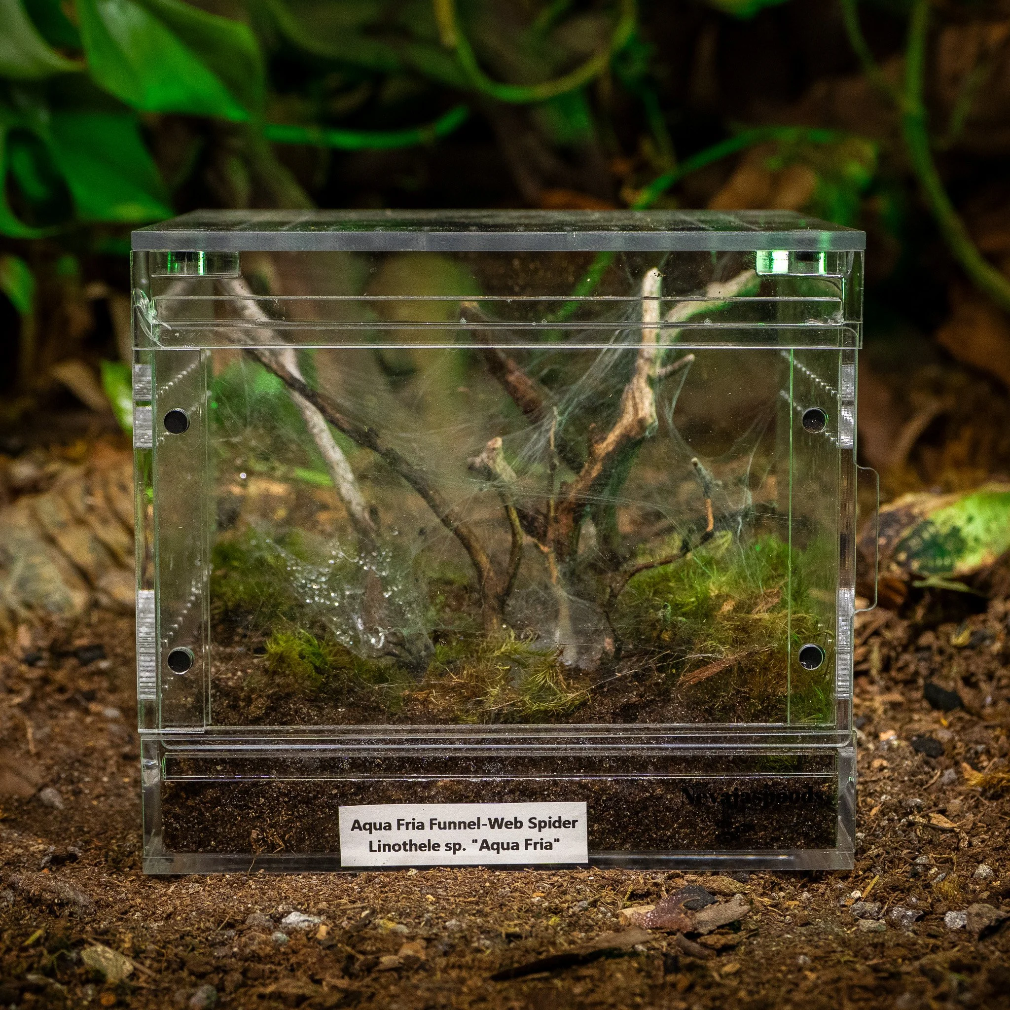 Linothele sp. “Aqua Fria” - Aqua Fria Tiger Curtain Web Spider
