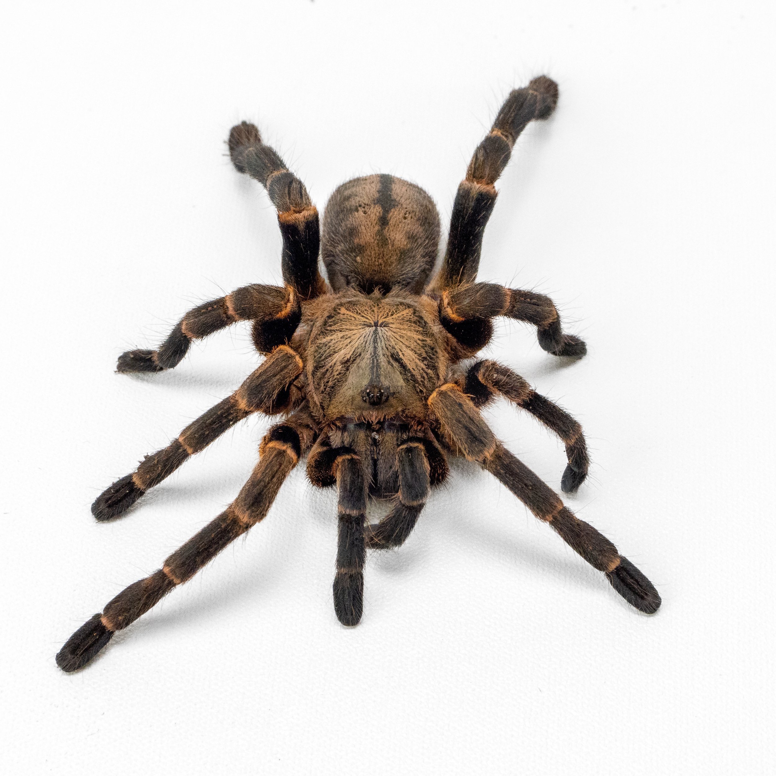 Earth Tiger – Ornithoctoninae sp. “Veronica” 12x12