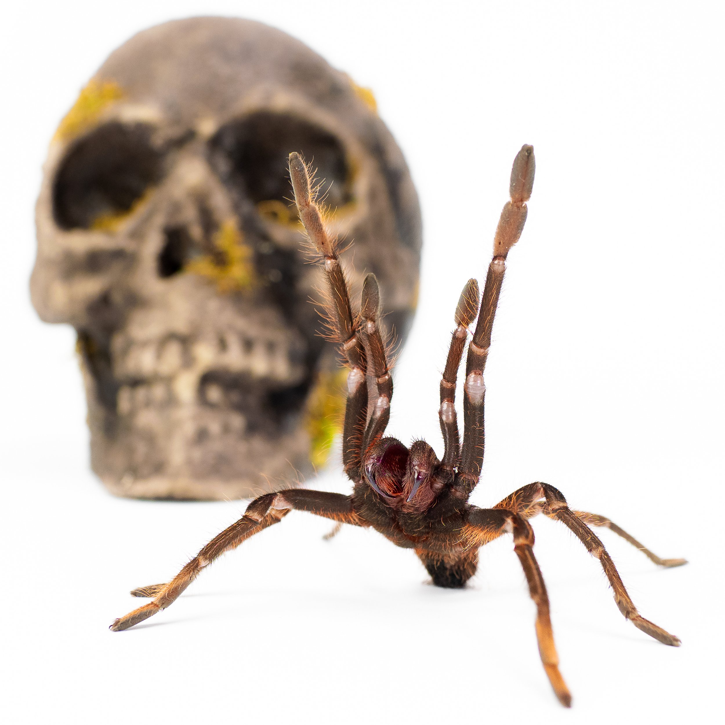 Fangs Out – Theraphosa apophysis 12x12