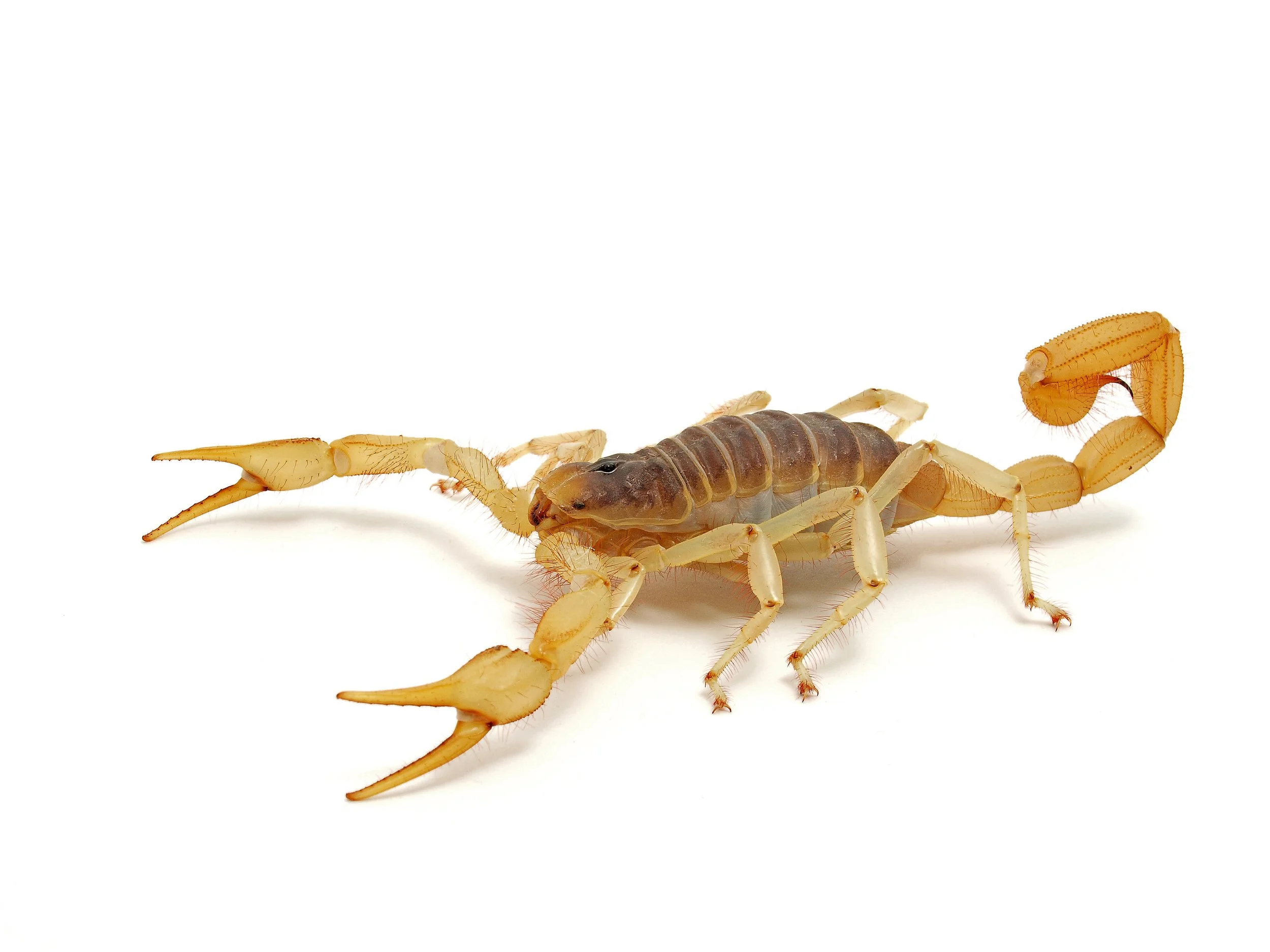 AdobeStock_277077348.jpeg