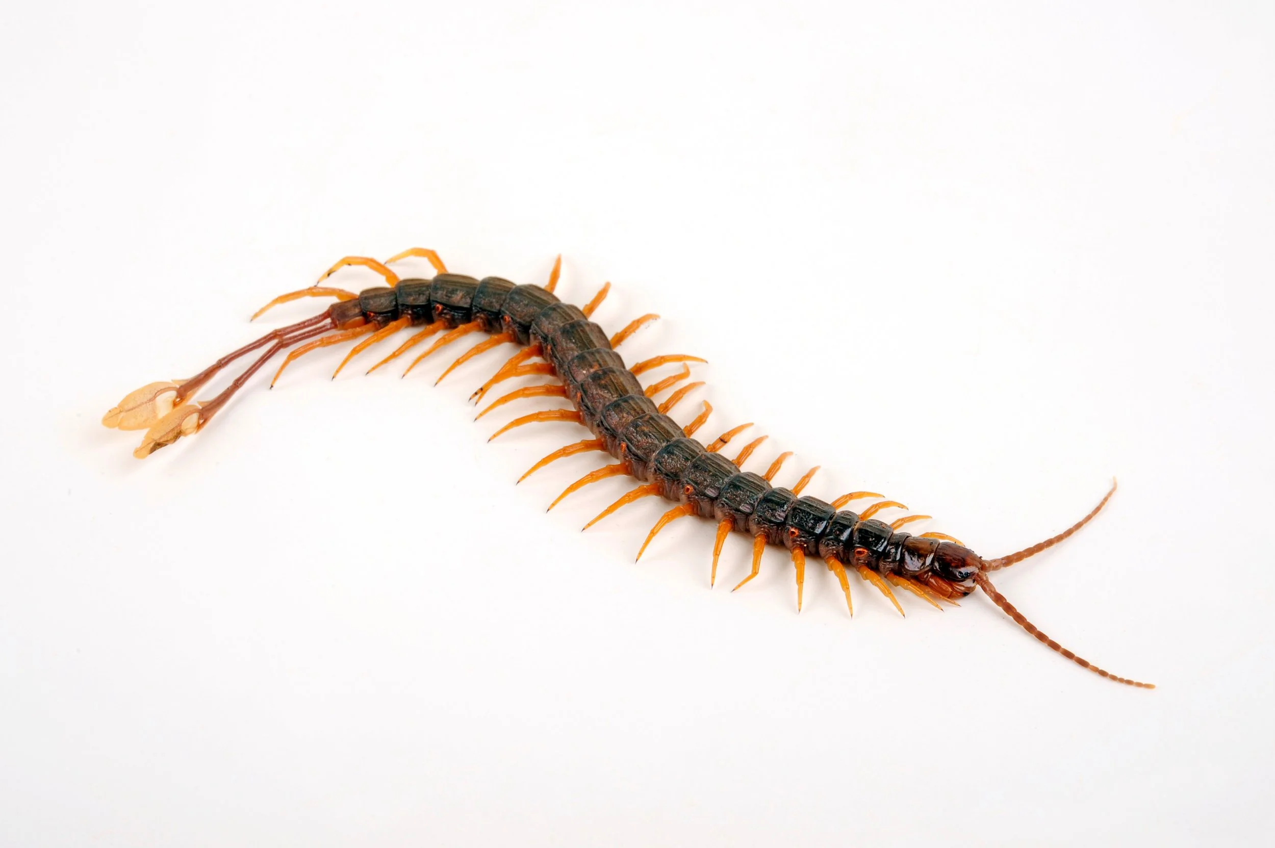 Alipes grandidieri - Feather-tail Centipede