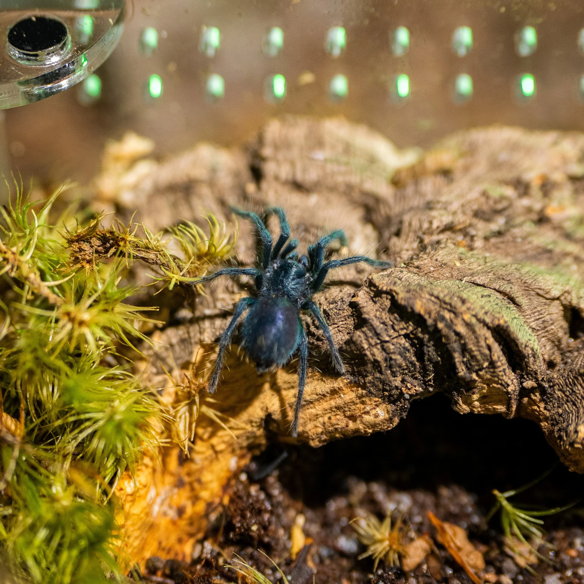 Phormictopus sp. “Dominican Purple” - Dominican Purple Tarantula