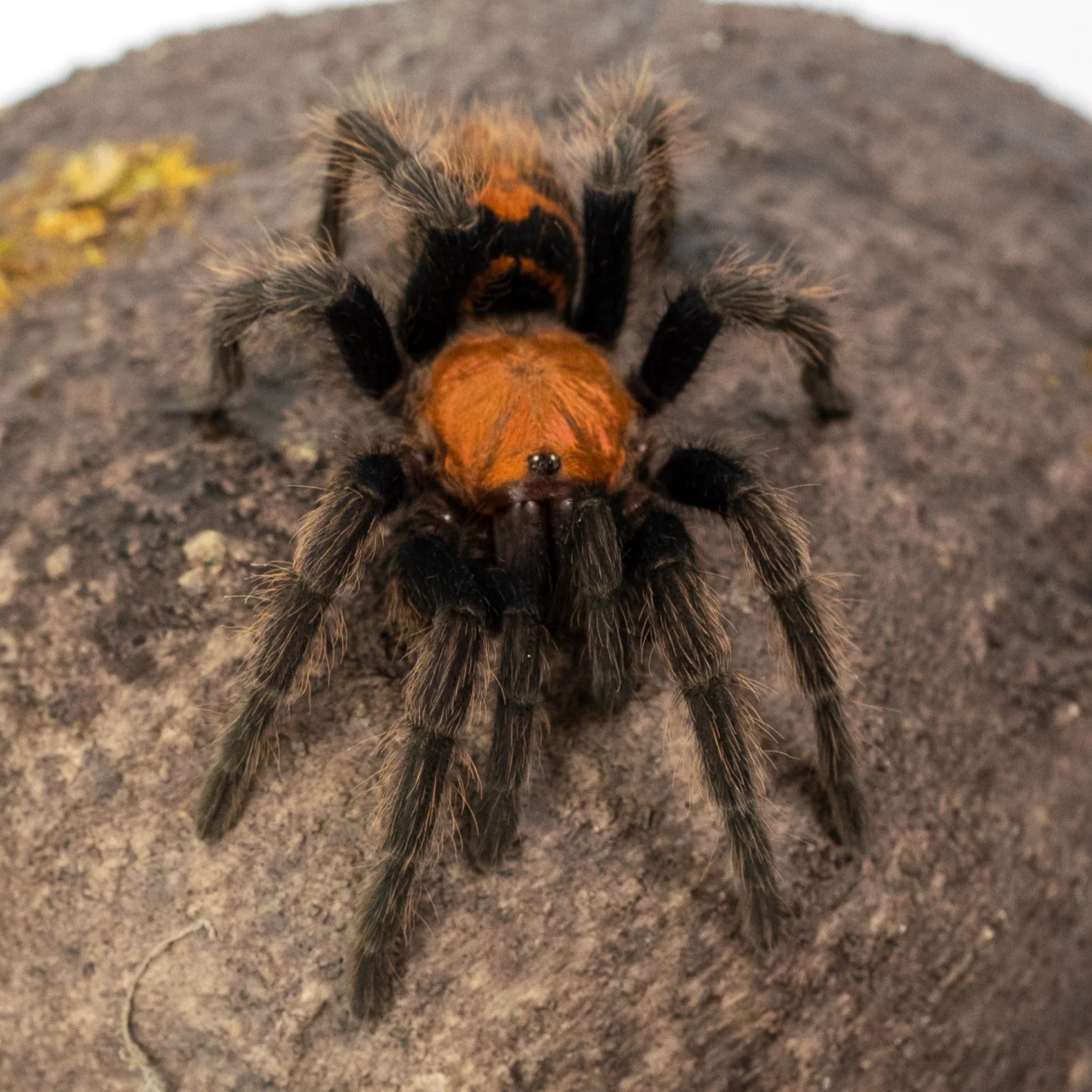 Davus pentaloris - Guatemalan Tiger Rump - 3.5" Female w/ Tarantula Cribs 8" Cube