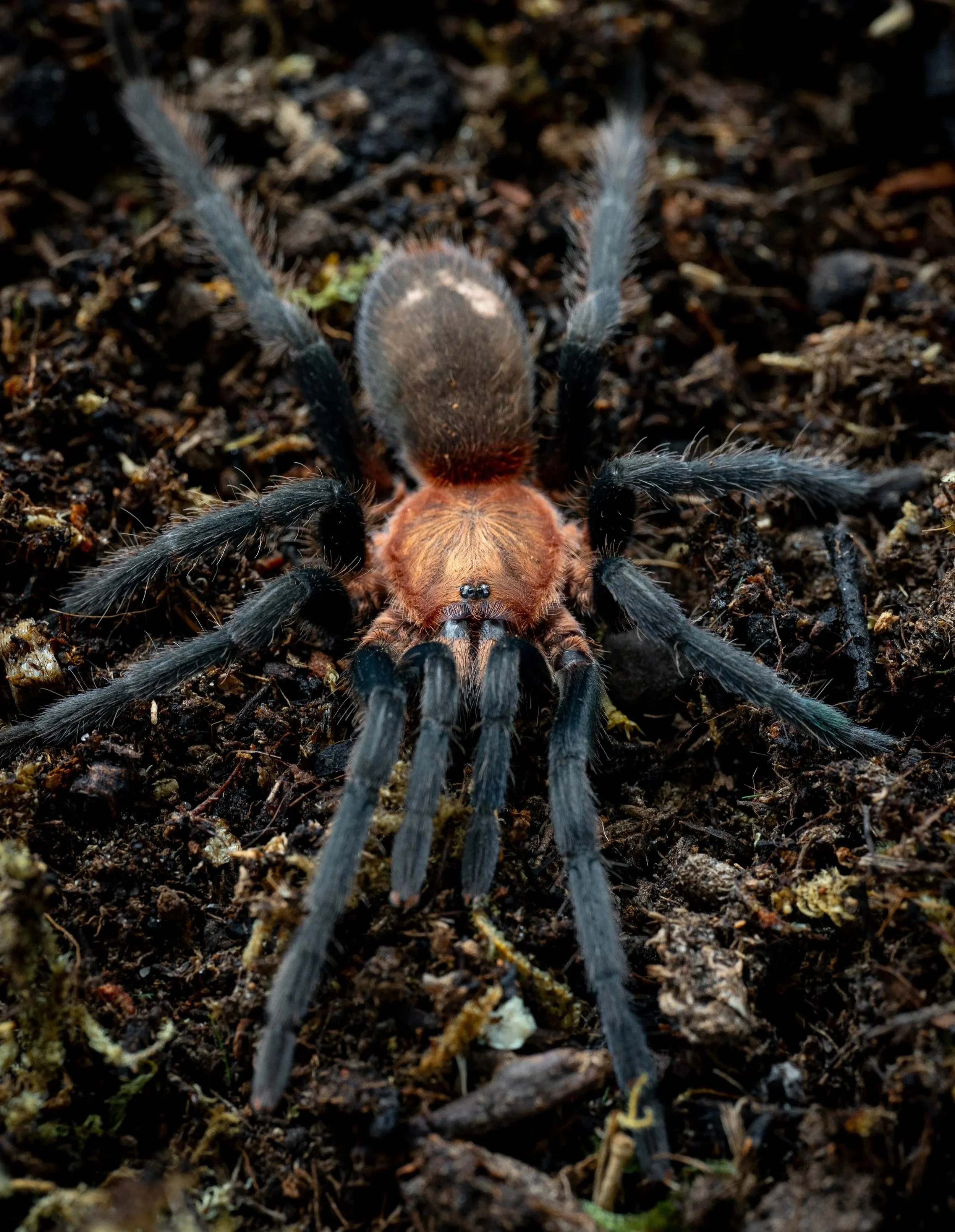 Holothele longipes - Trinidad Pink - 0.5" Spiderling