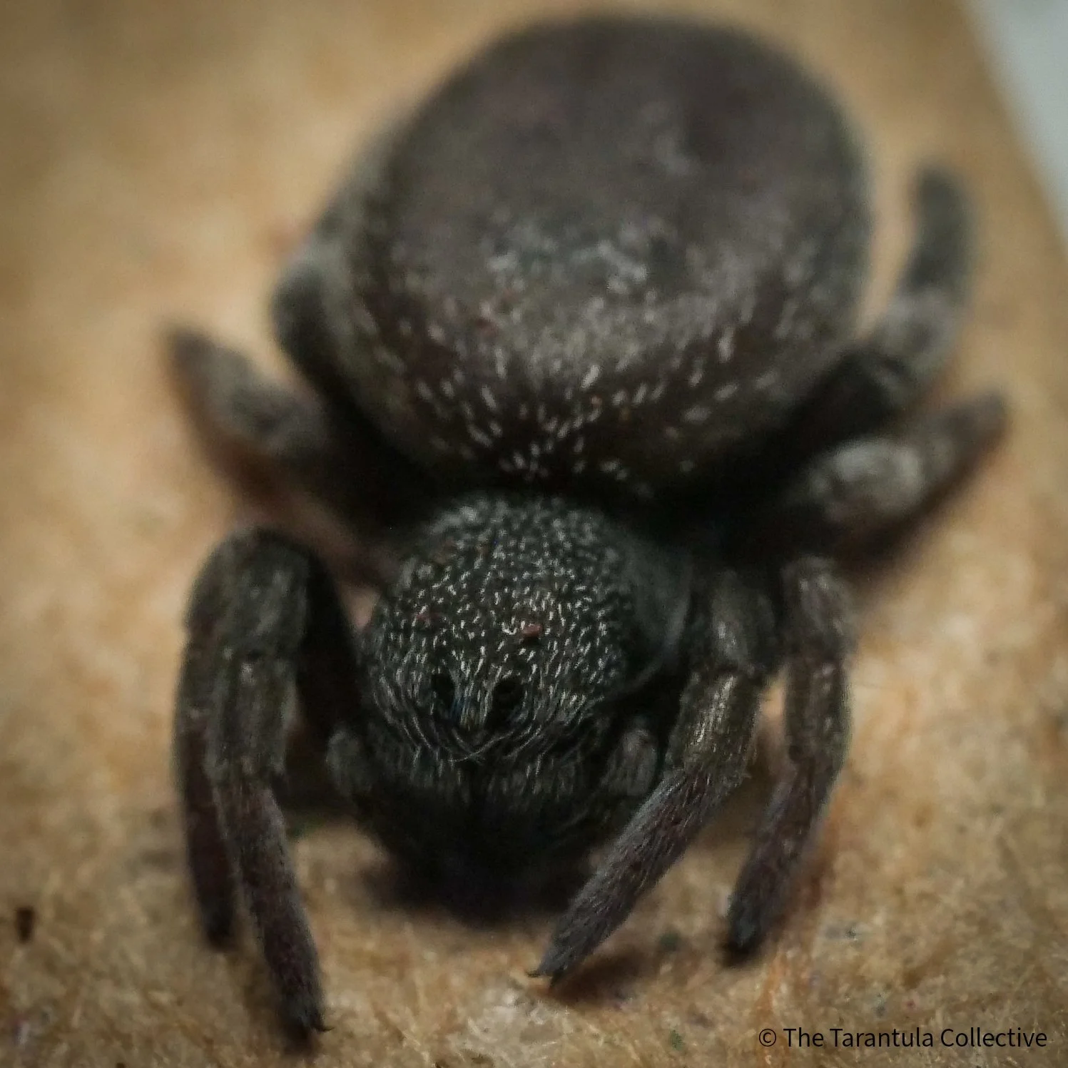 Eresus sp. “Balcanius” - Mediterranean Velvet Spider