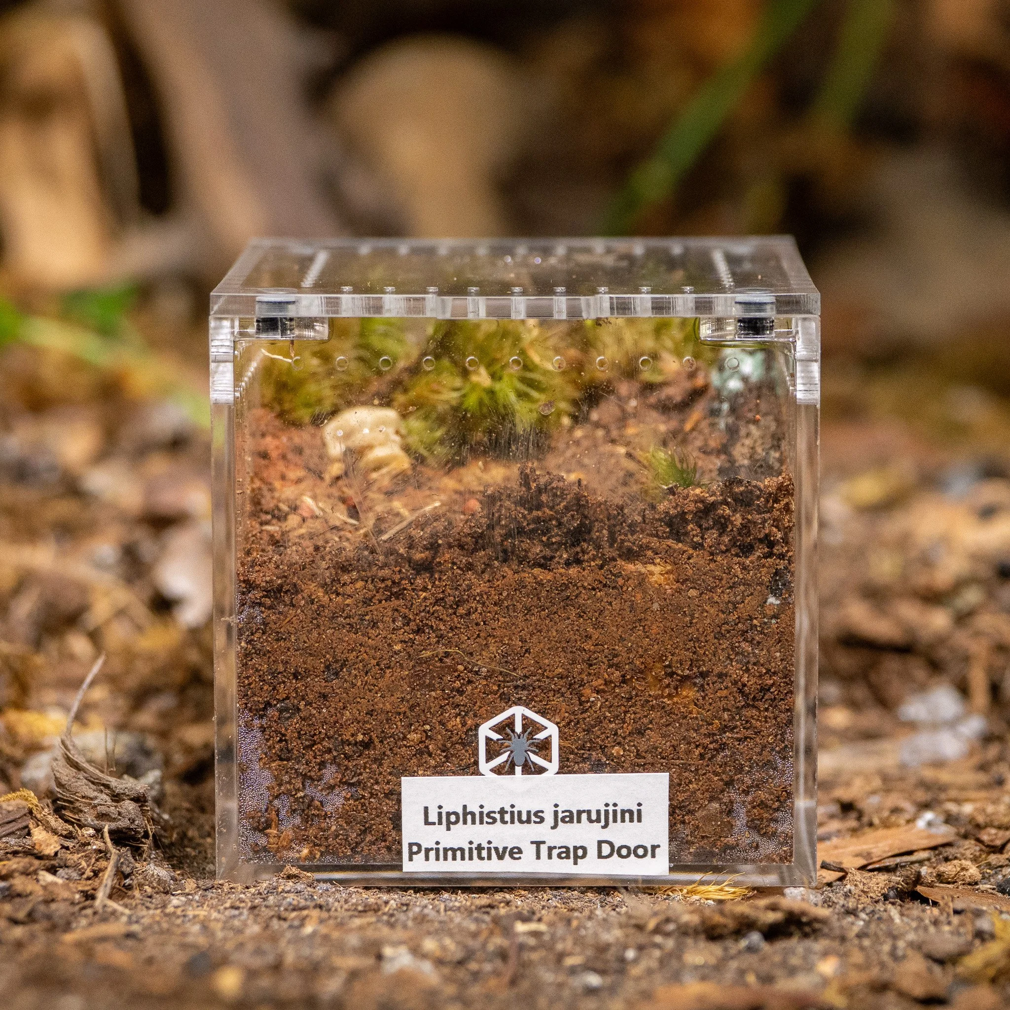 Liphistius jarujini - Thai Primitive Trapdoor Spider