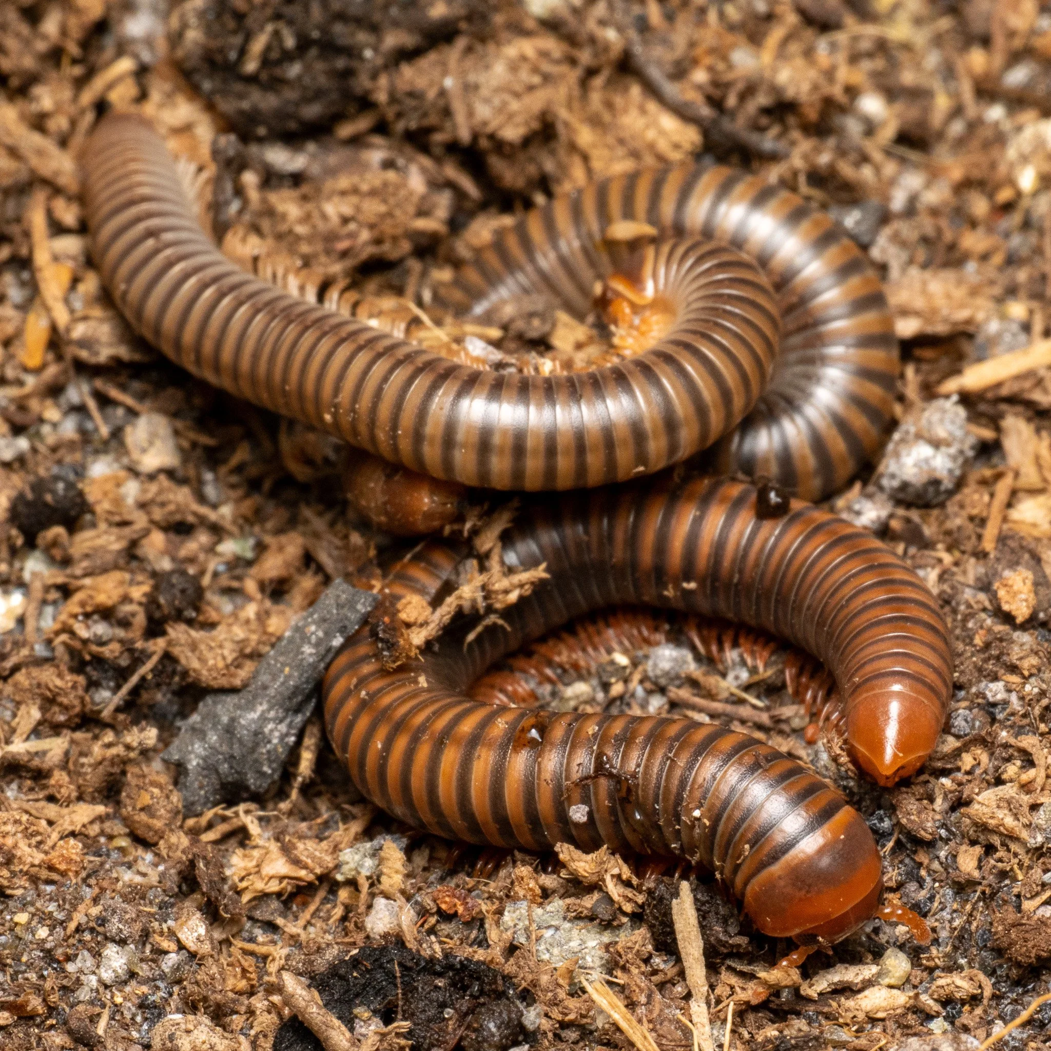 Tonkinbolus dollfusi - Thai Rainbow Millipede