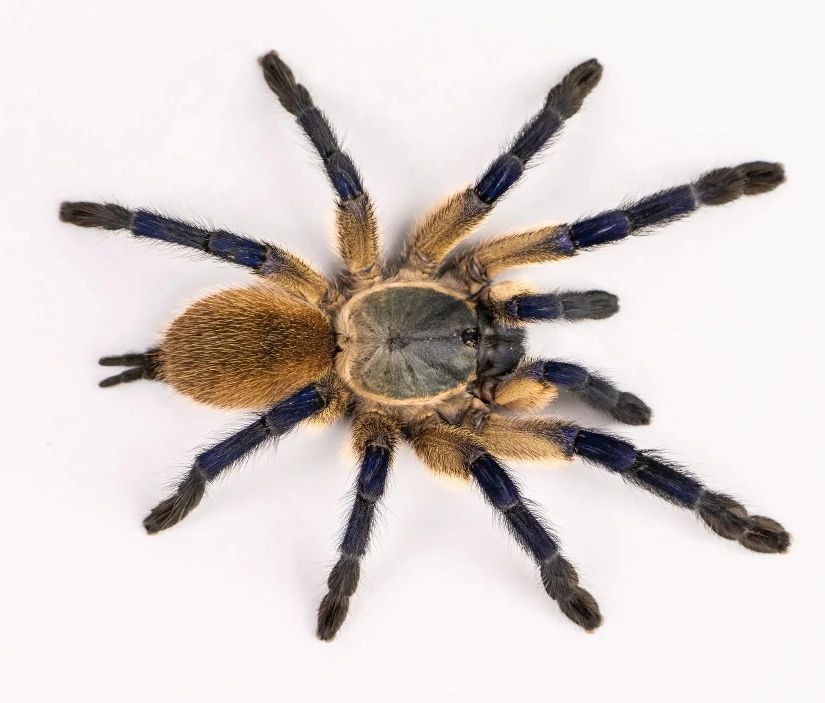 Monocentropus balfouri - Socotra Island Blue Baboon - 2-3" w/ Tarantula Cribs 8" Cube