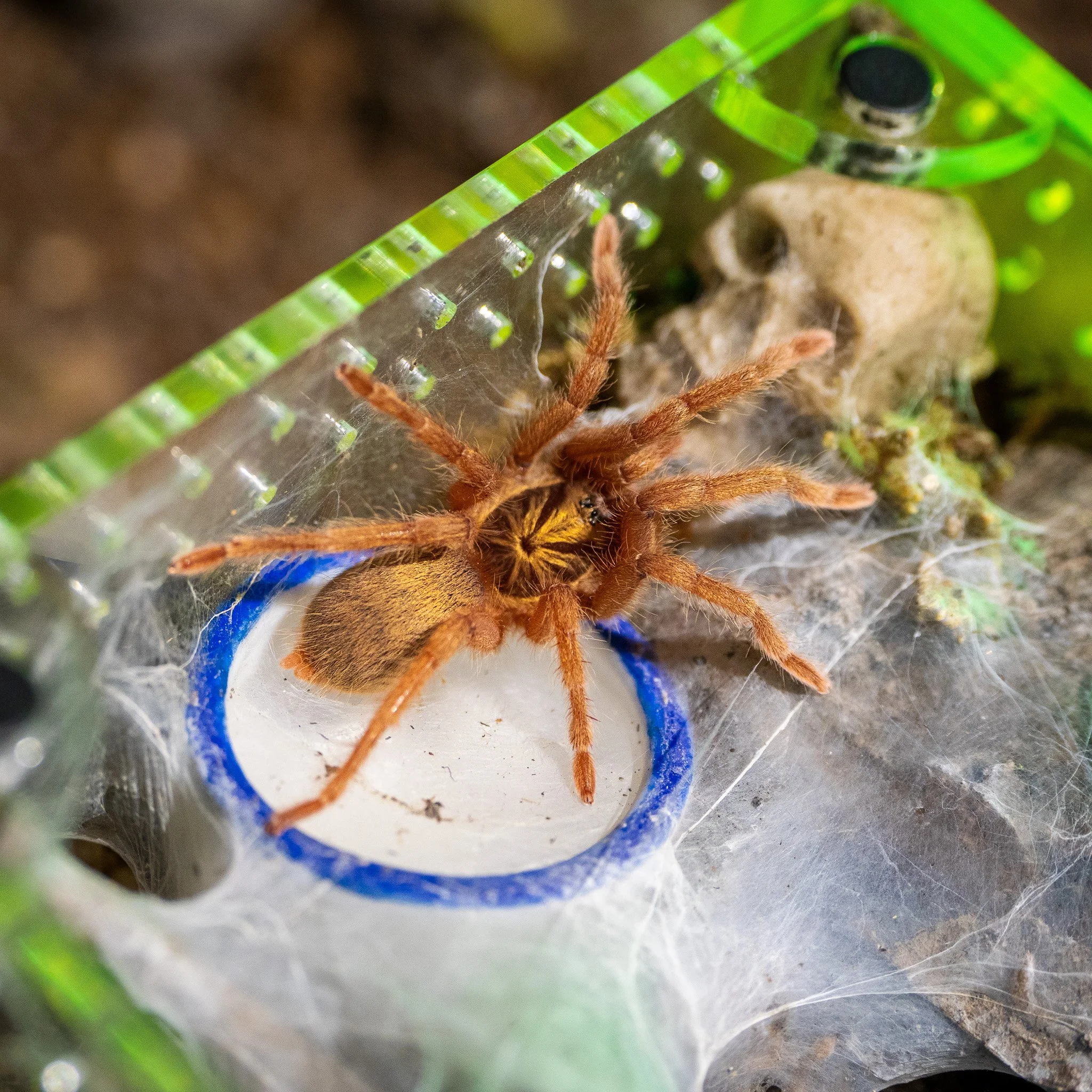Neoholothele incei “Gold” - Trinidad Olive Tarantula - Gold Form