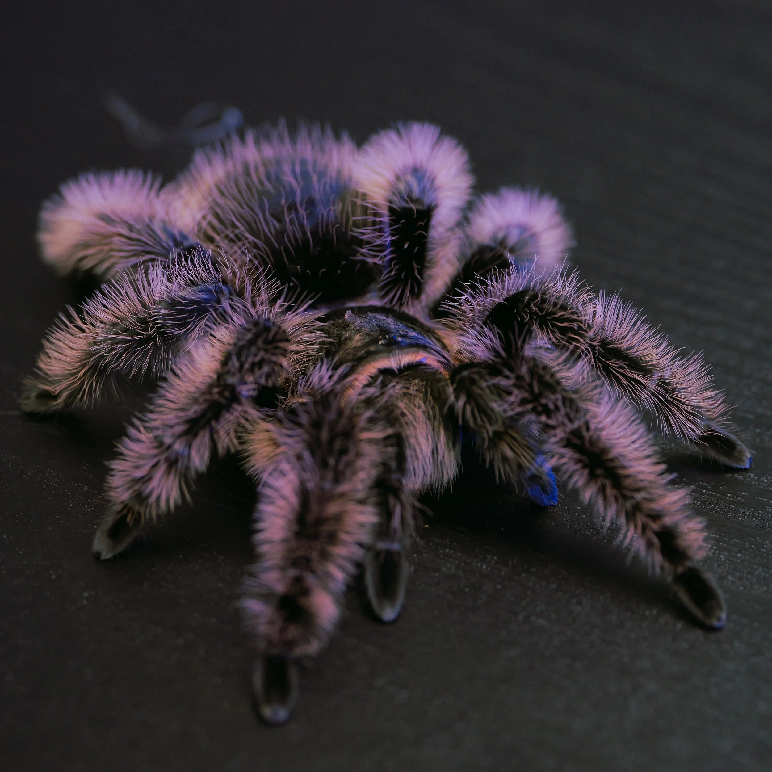 Tliltocatl albopilosus - Curly Hair Tarantula - 4"+ Female w/ Tarantula Cribs Large Slider