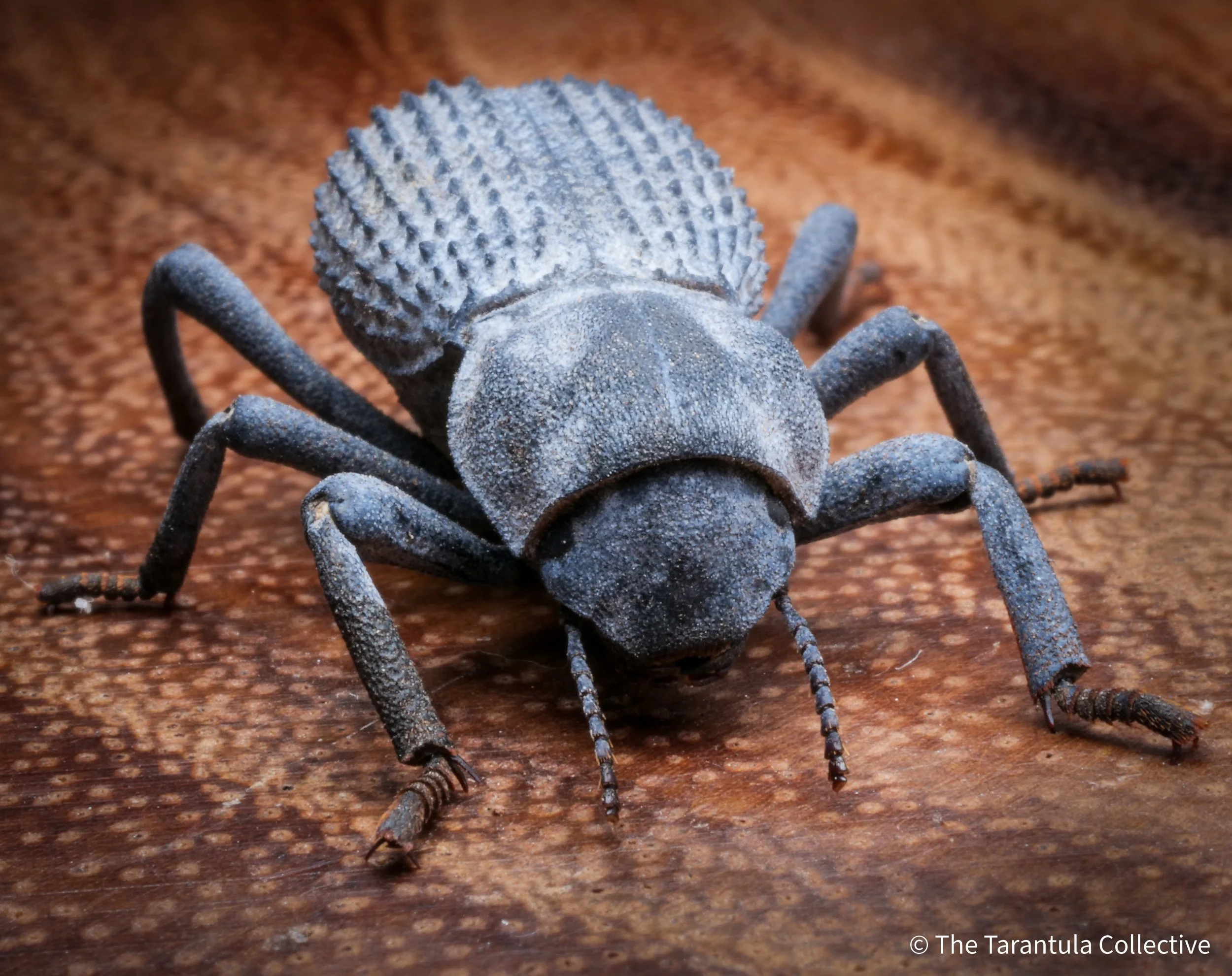 Asbolus verrucosus - Blue Death Feigning Beetle