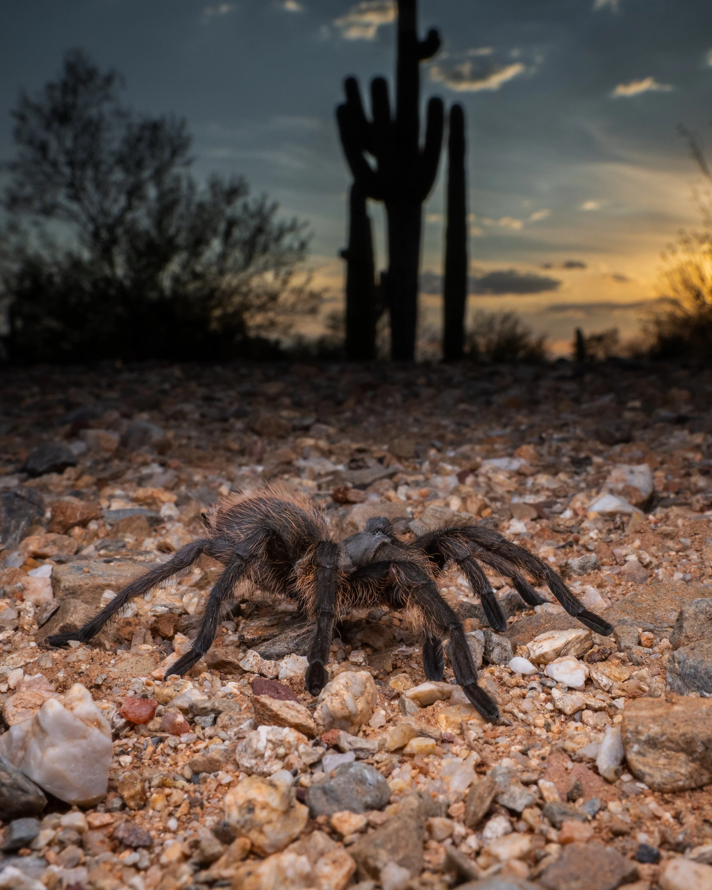 Tuscon Bronze Tarantula in situ 16x20