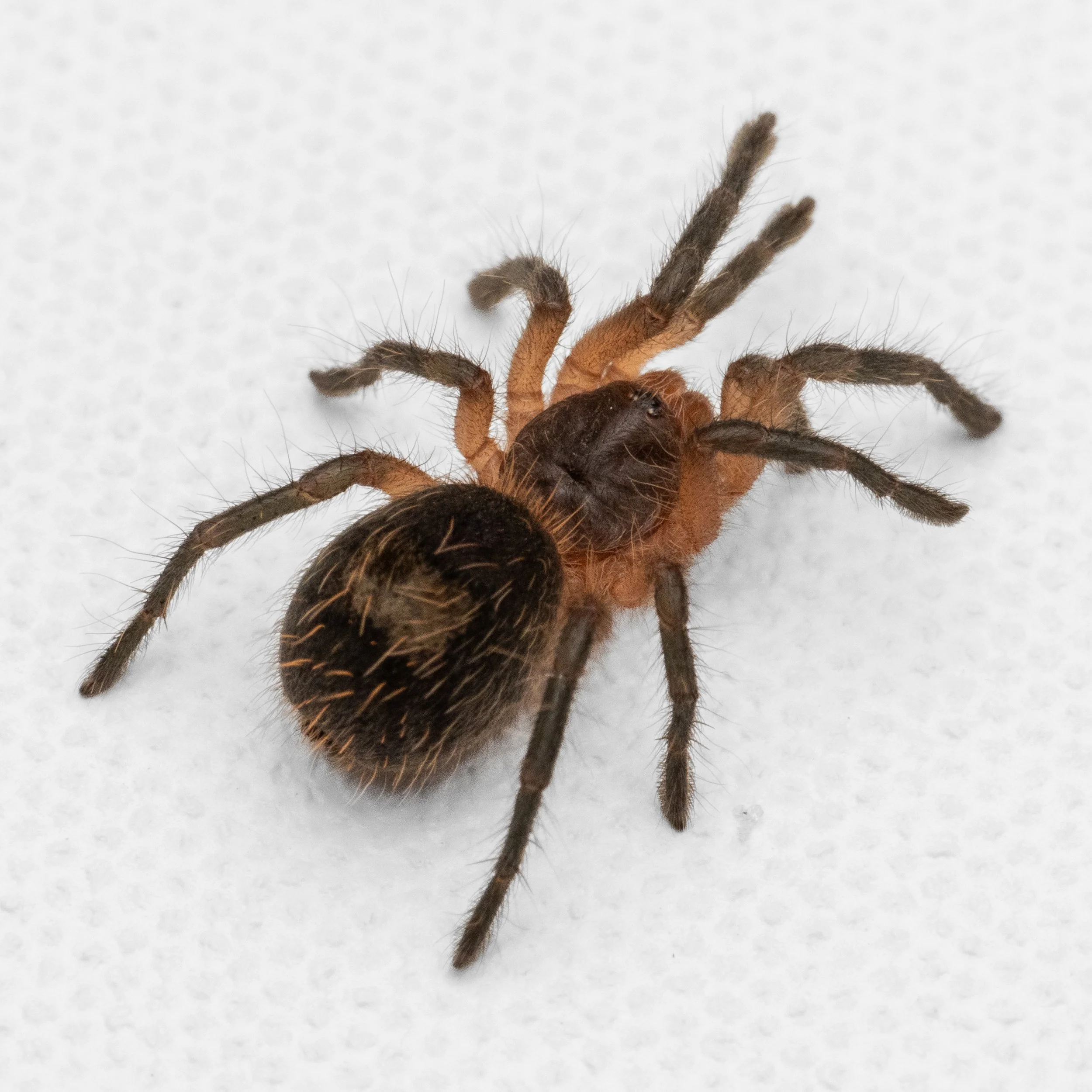 Euathlus manicatus "Green" - 0.5" Spiderling