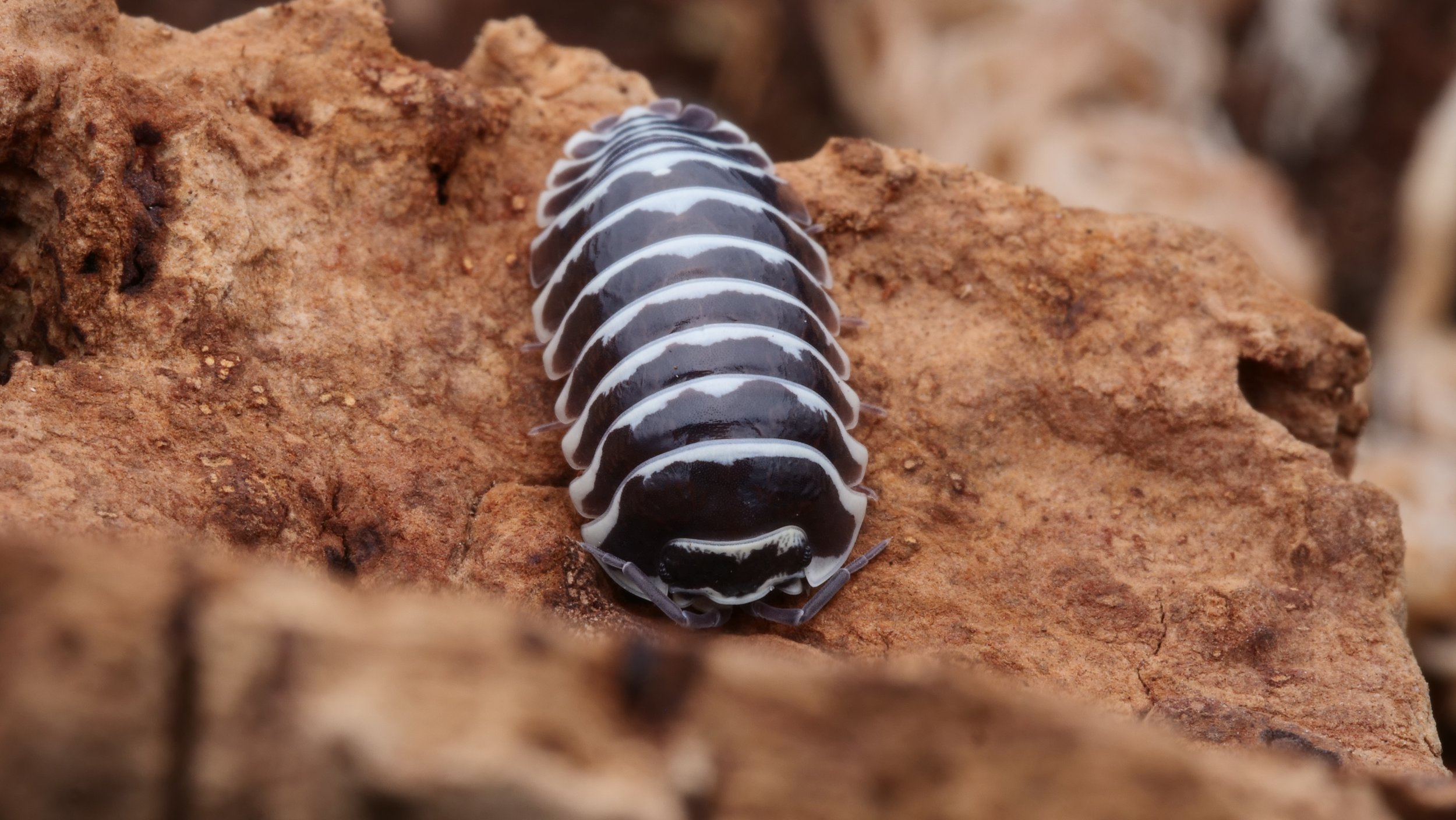 Armadillidium maculatum - Zebra Isopods - 10+ Colony