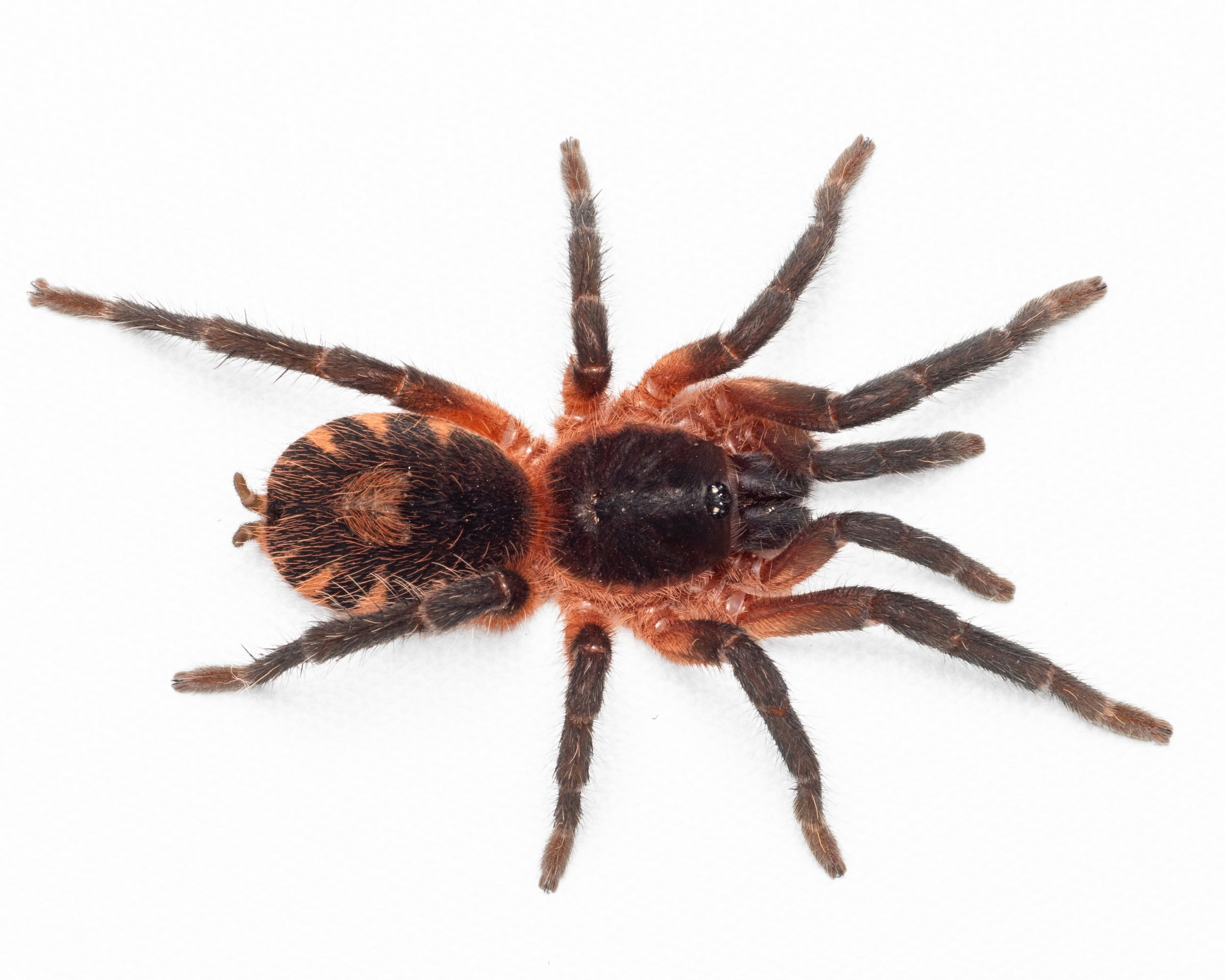 Davus sp. "Panama" - Lava Tarantula - 0.5" Spiderling