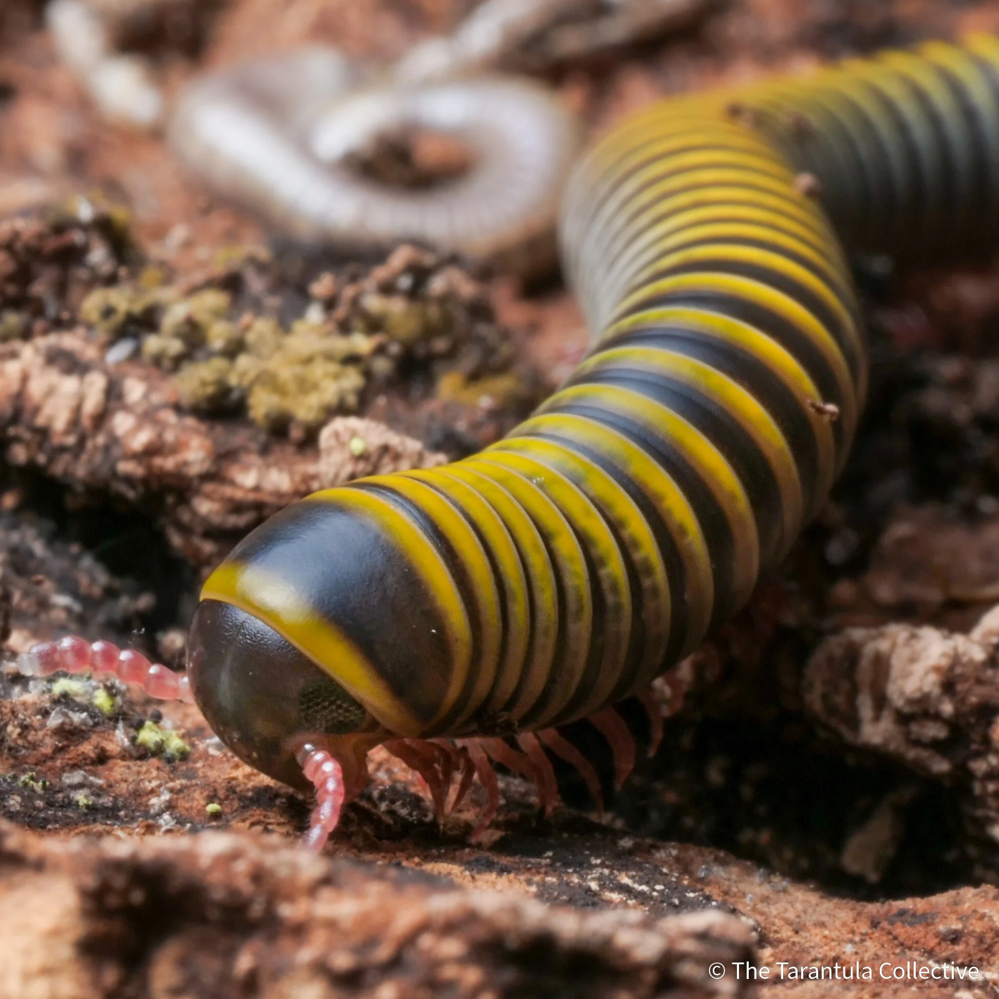 Anadenobolus monilicornis - Bumblebee Millipede