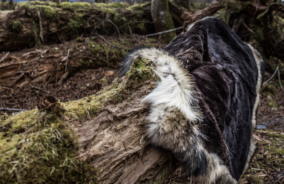 Sea Otter Fur Blanket with Alaskan Timberwolf Trim — Sea Fur Sewing