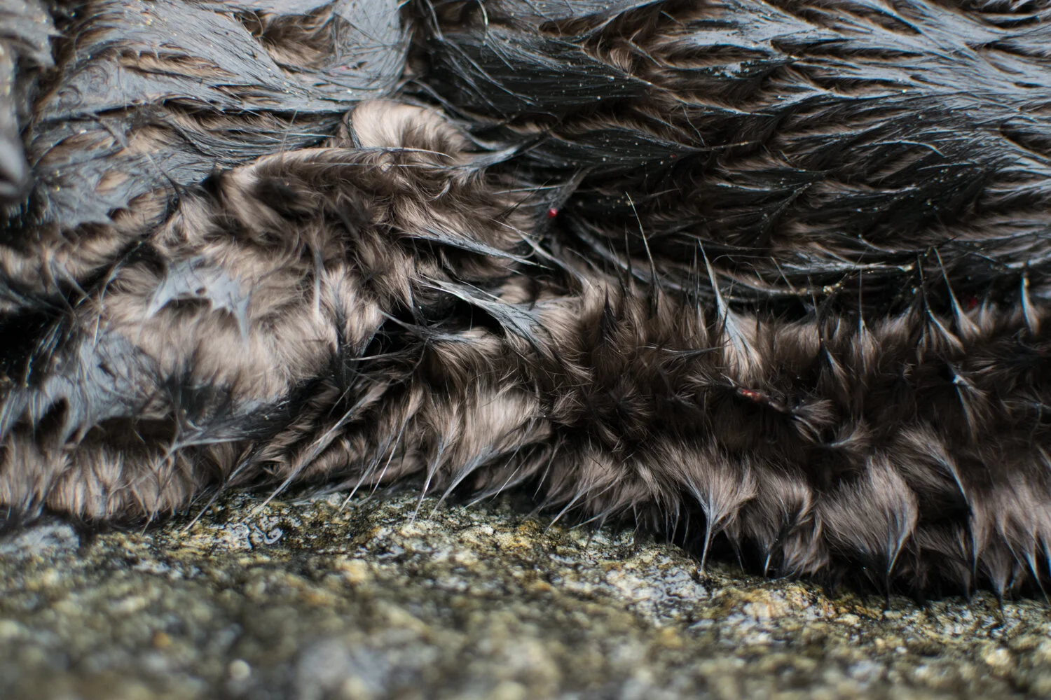Behind the Scenes — Sea Fur Sewing