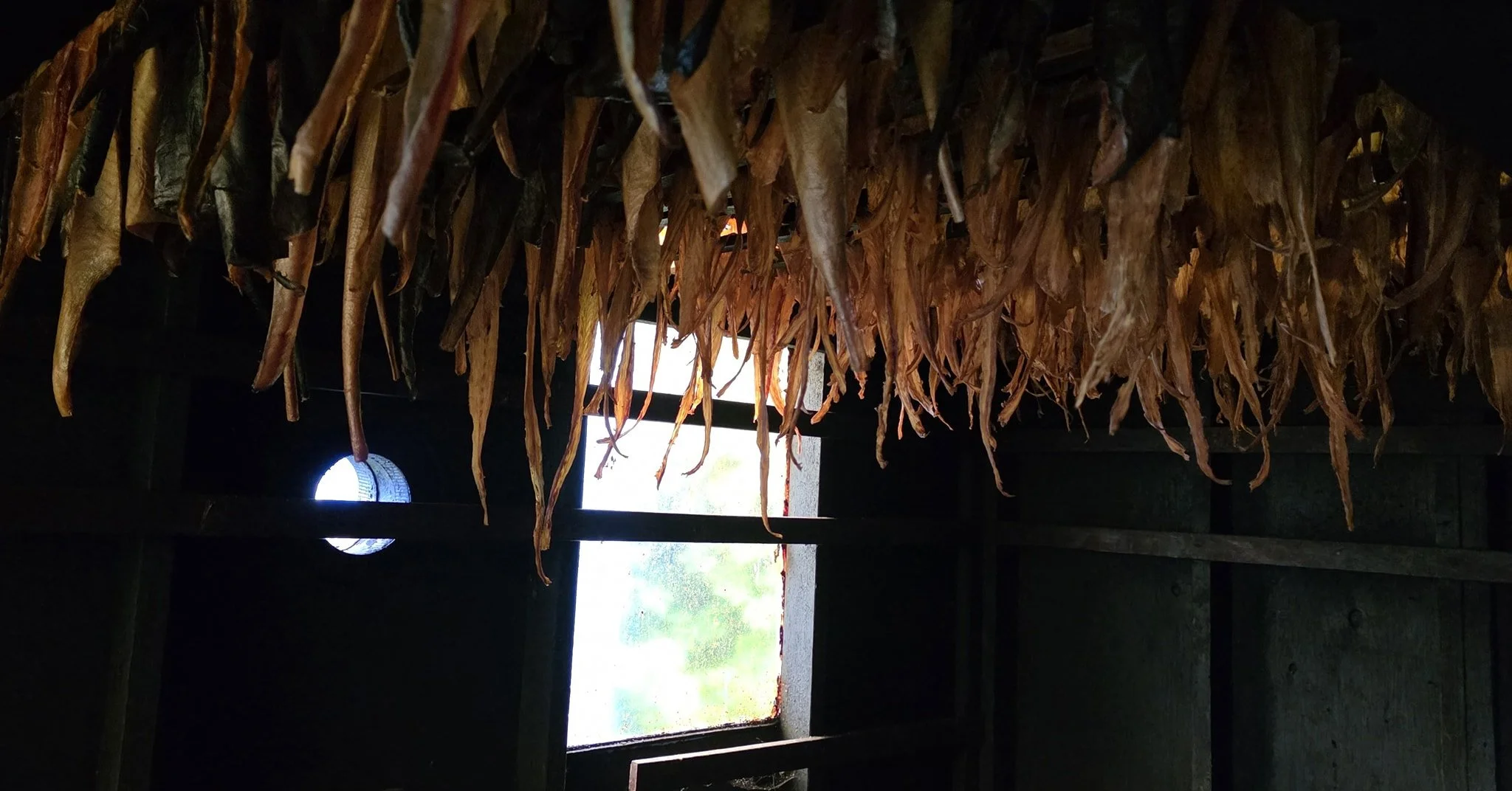 My friends smokehouse.  Check out this amazing dried halibut.