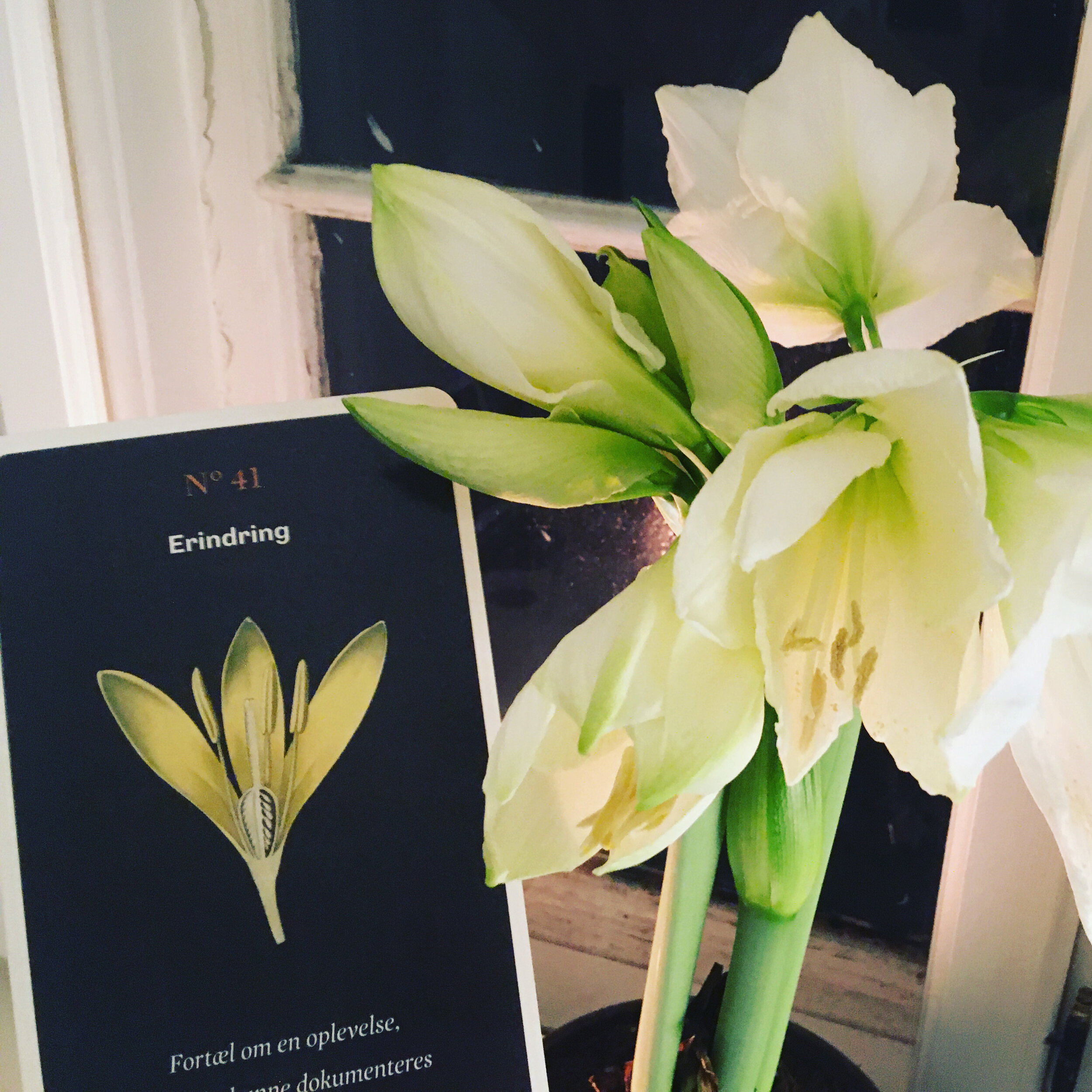 Nadja Pass: "Da jeg købte denne amaryllis, havde jeg endnu ikke fået ideen til Genopbyggernes skattejagt.
Men nu hvor den pludselig er sprunget ud matcher den jo No 41 Erindring helt utroligt smukt"