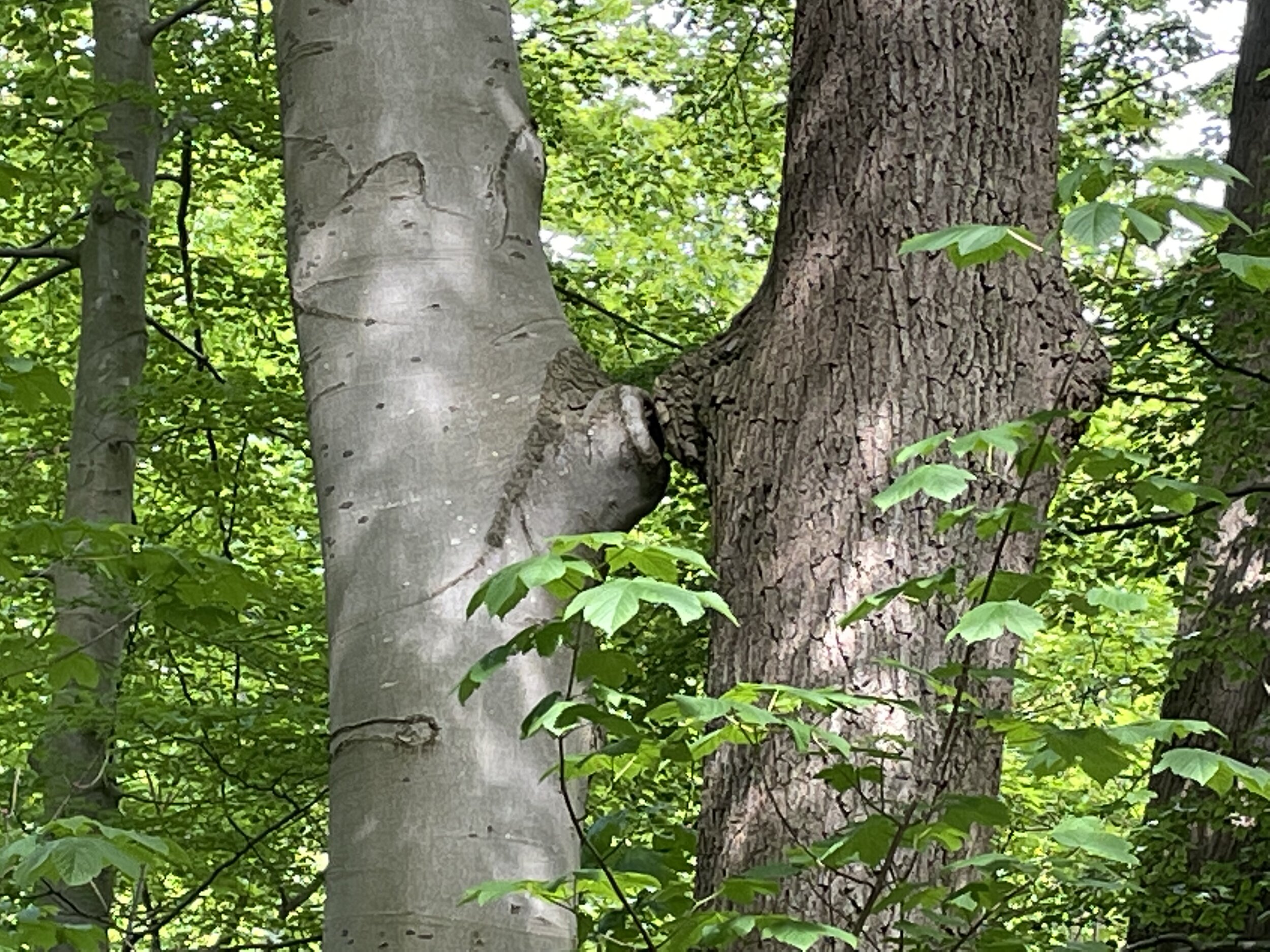 IMG_9381.jpeg