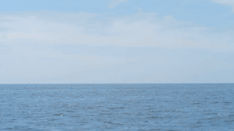 Whale3.GIF