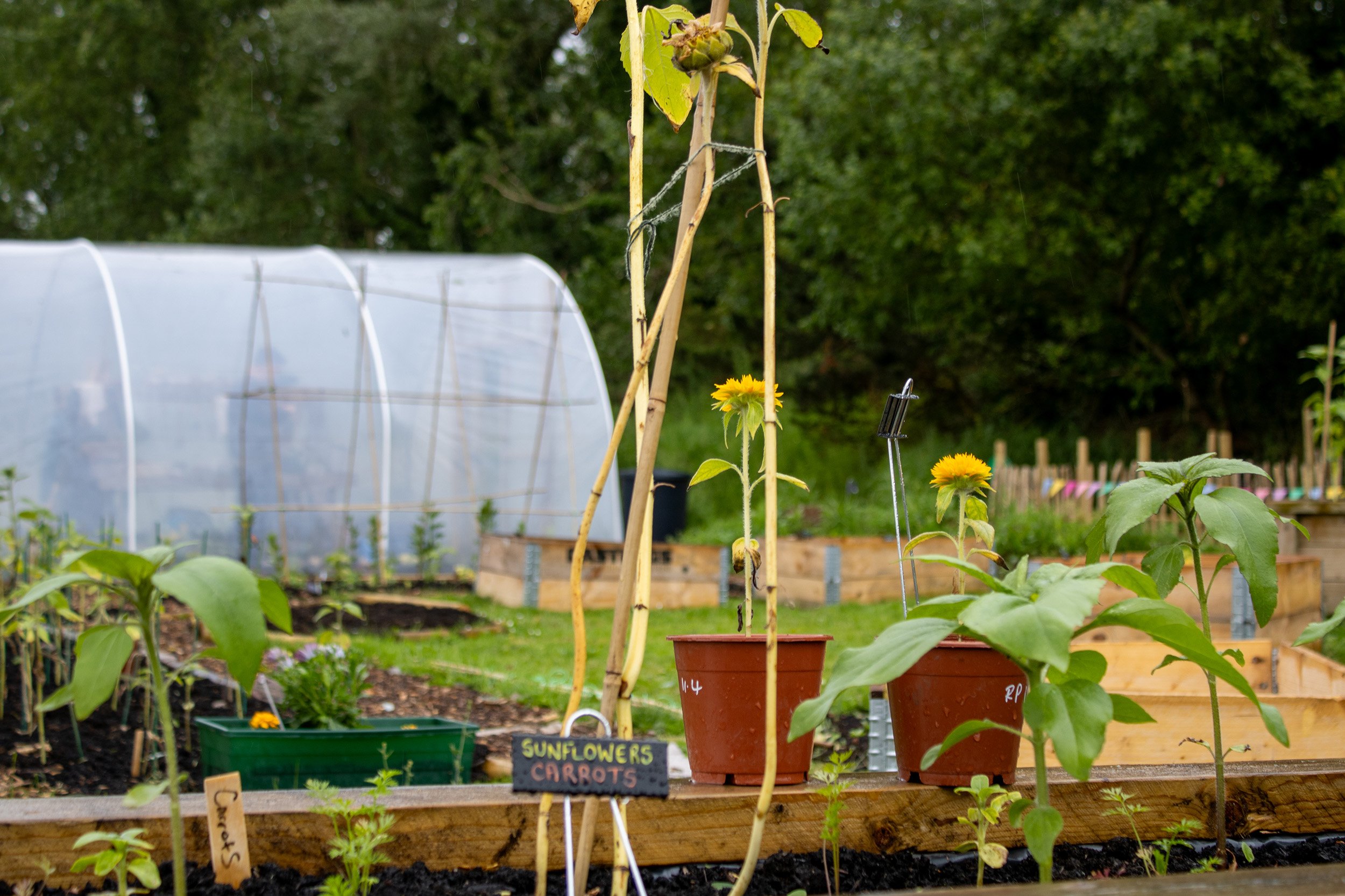 Community Garden Belfast YMCA community-garden-belfast-ymca