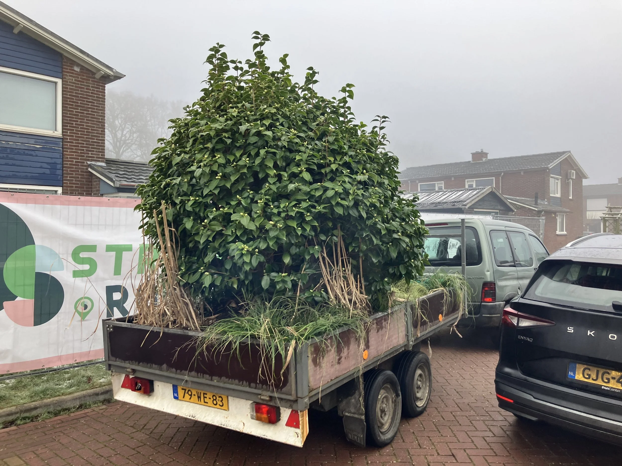 Camelia op de aanhanger.jpeg