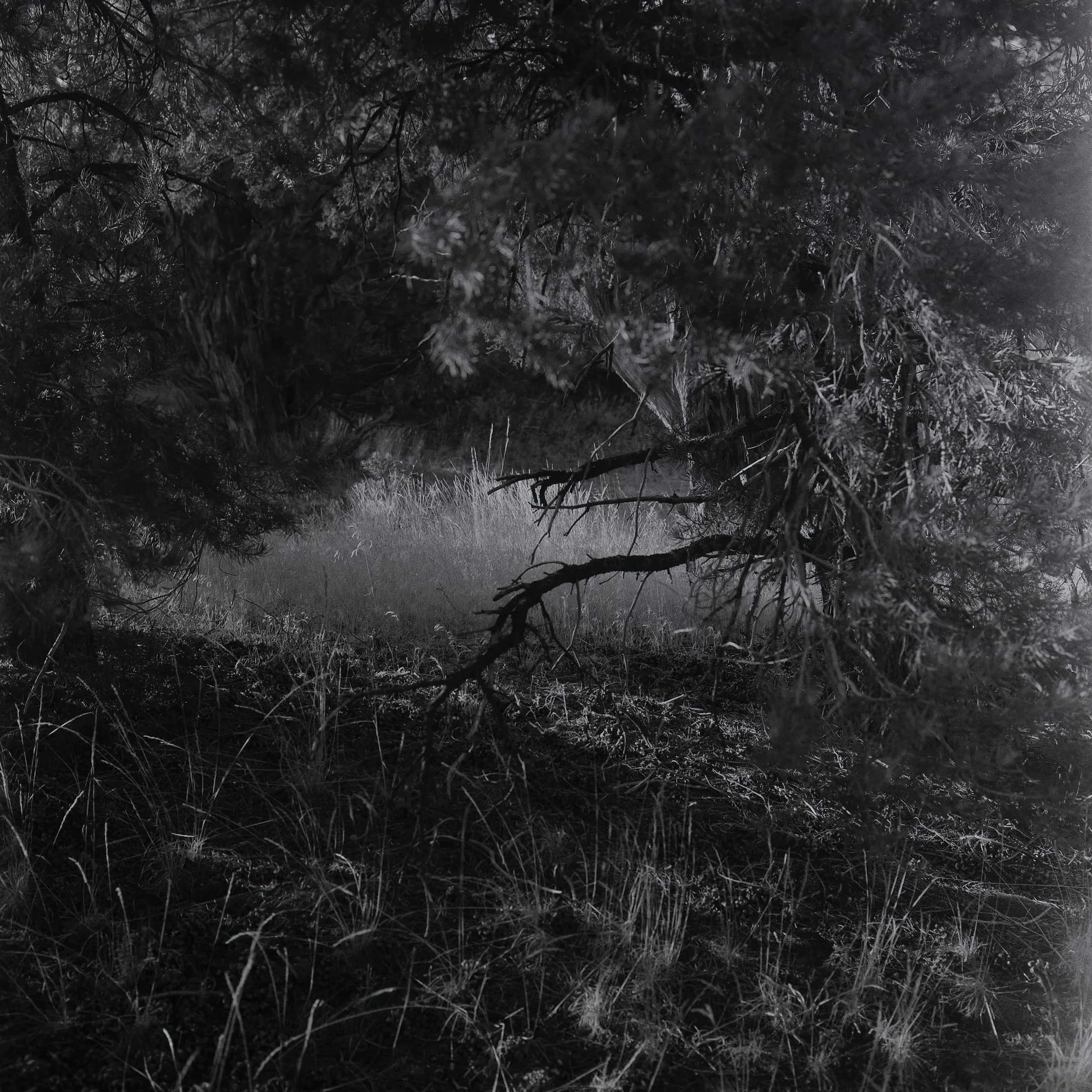 Openings #2
Gelatin Silver Print