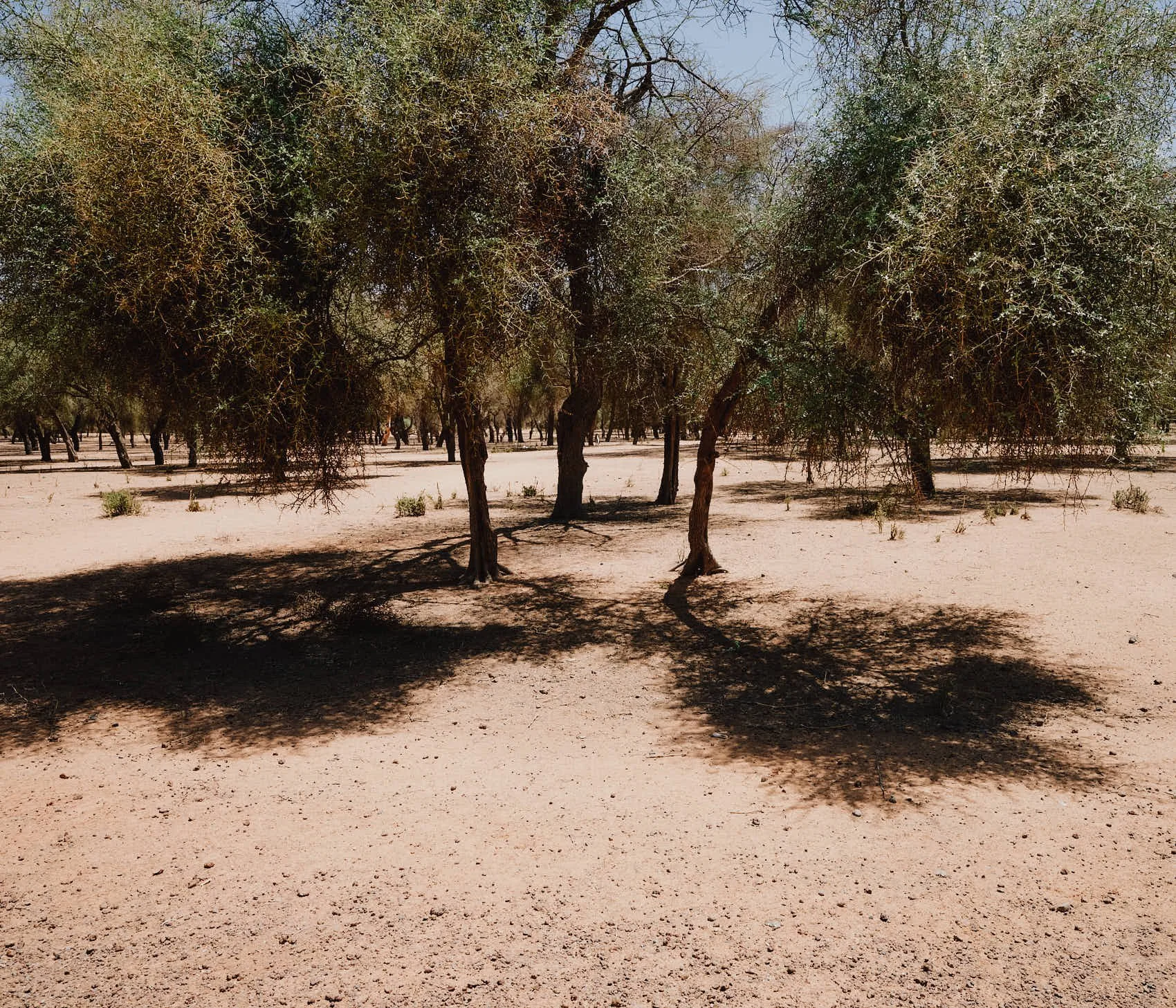 _DSF0054 1.jpg