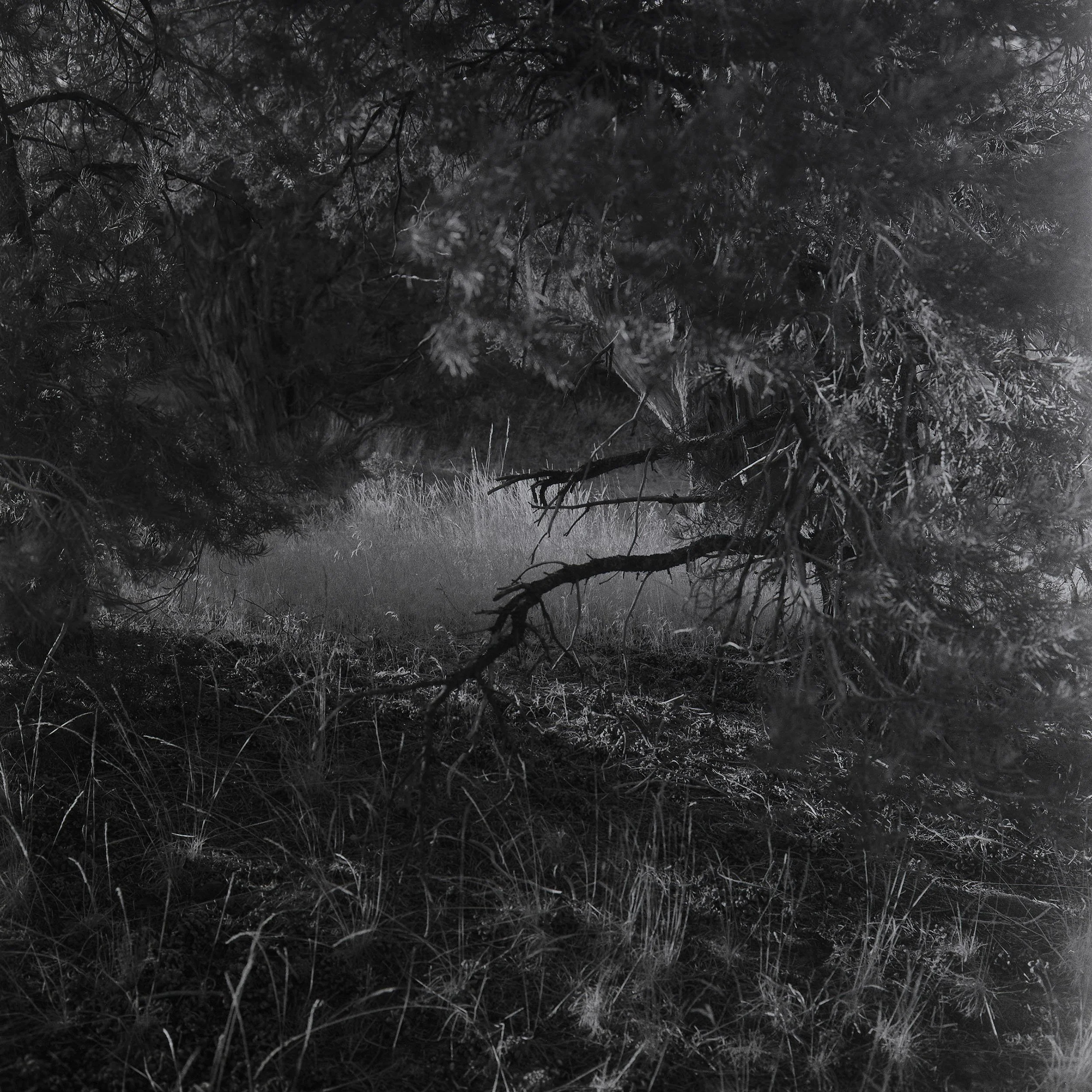 Opening #2
Gelatin Silver Print