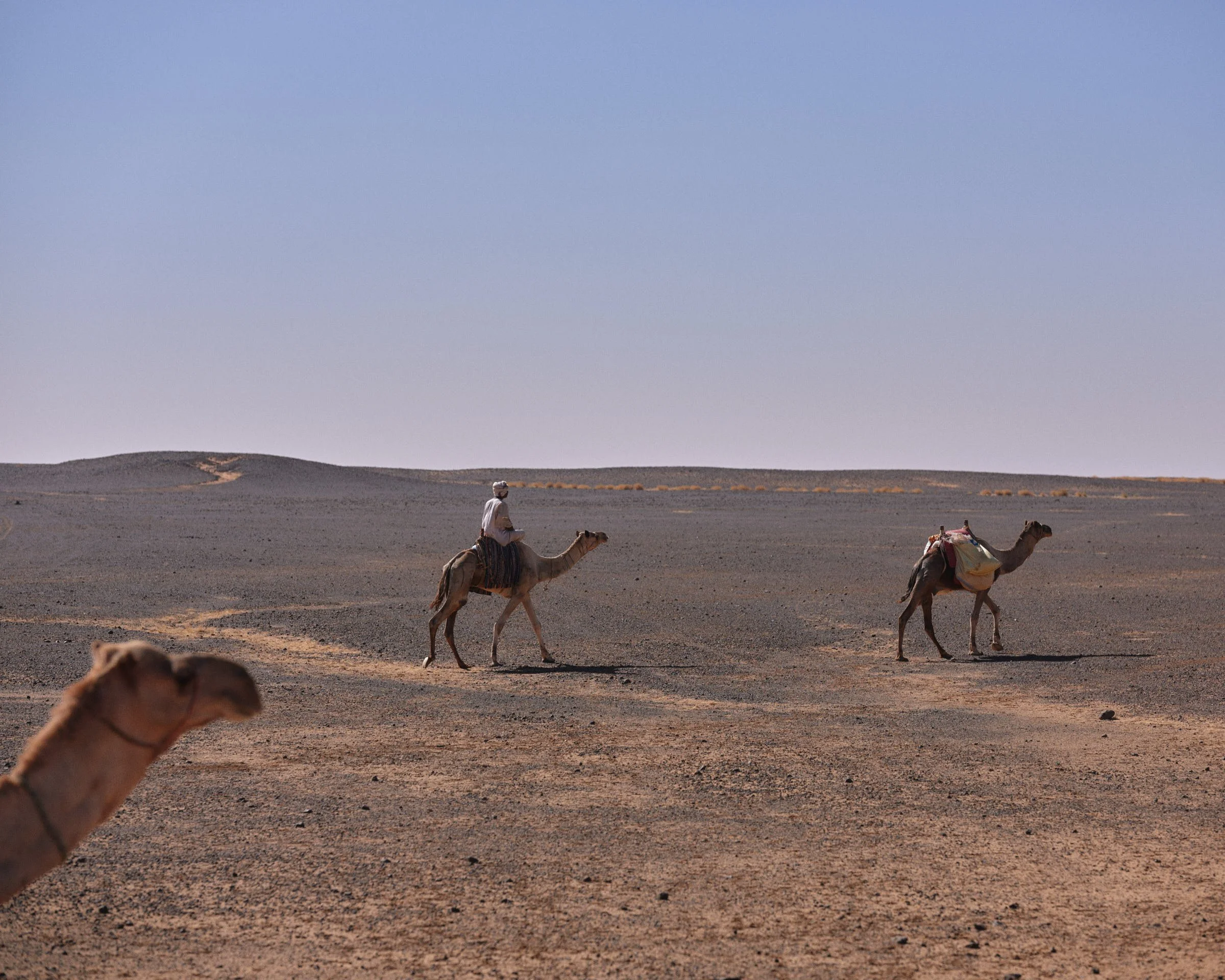 A person riding a camel in a the Sahara desert with two more camels in the foreground.