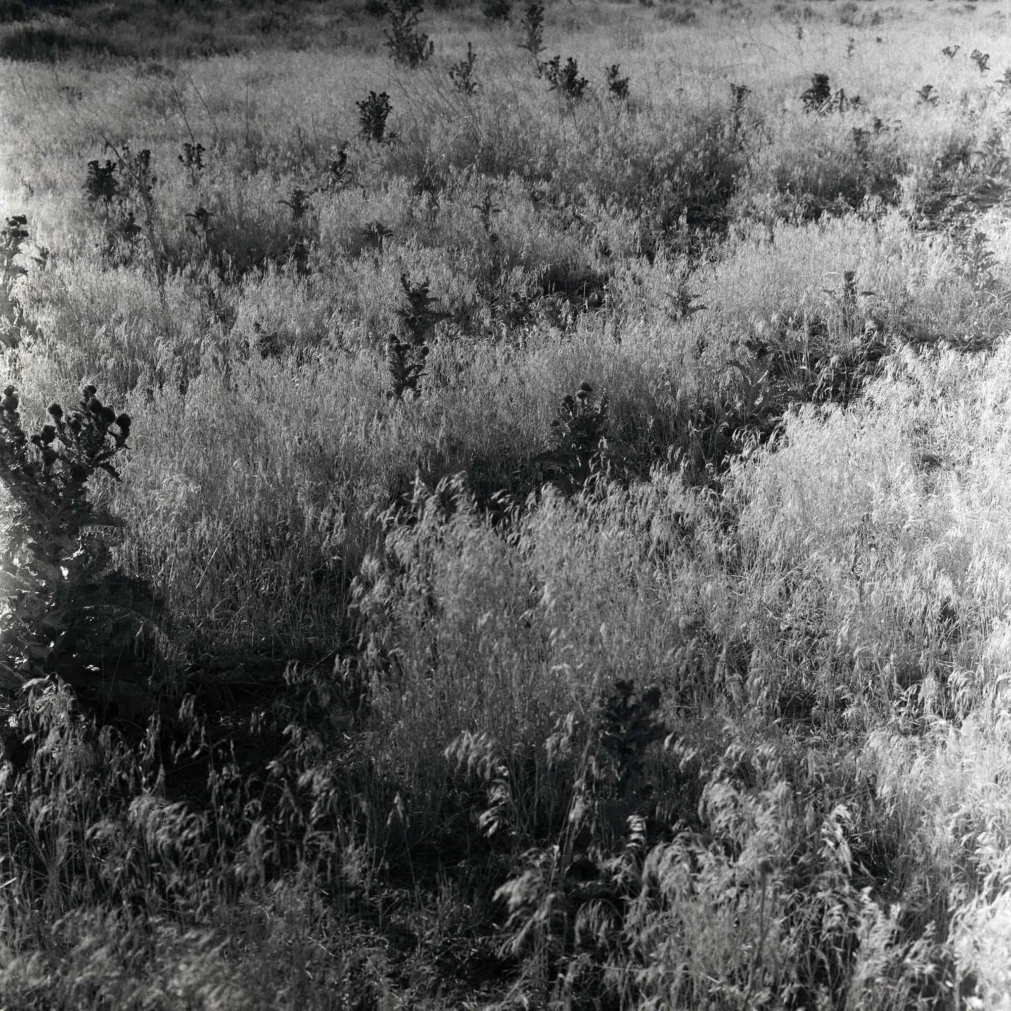 Opening #1
Gelatin Silver Print