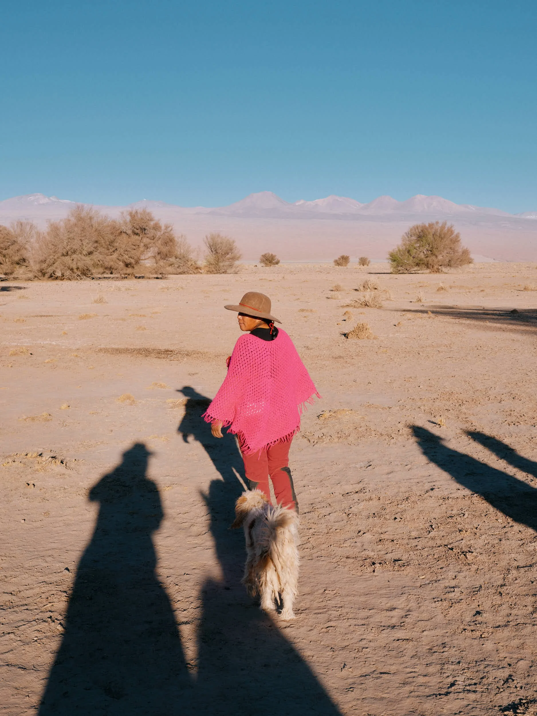 Llama Breeder, Chile
