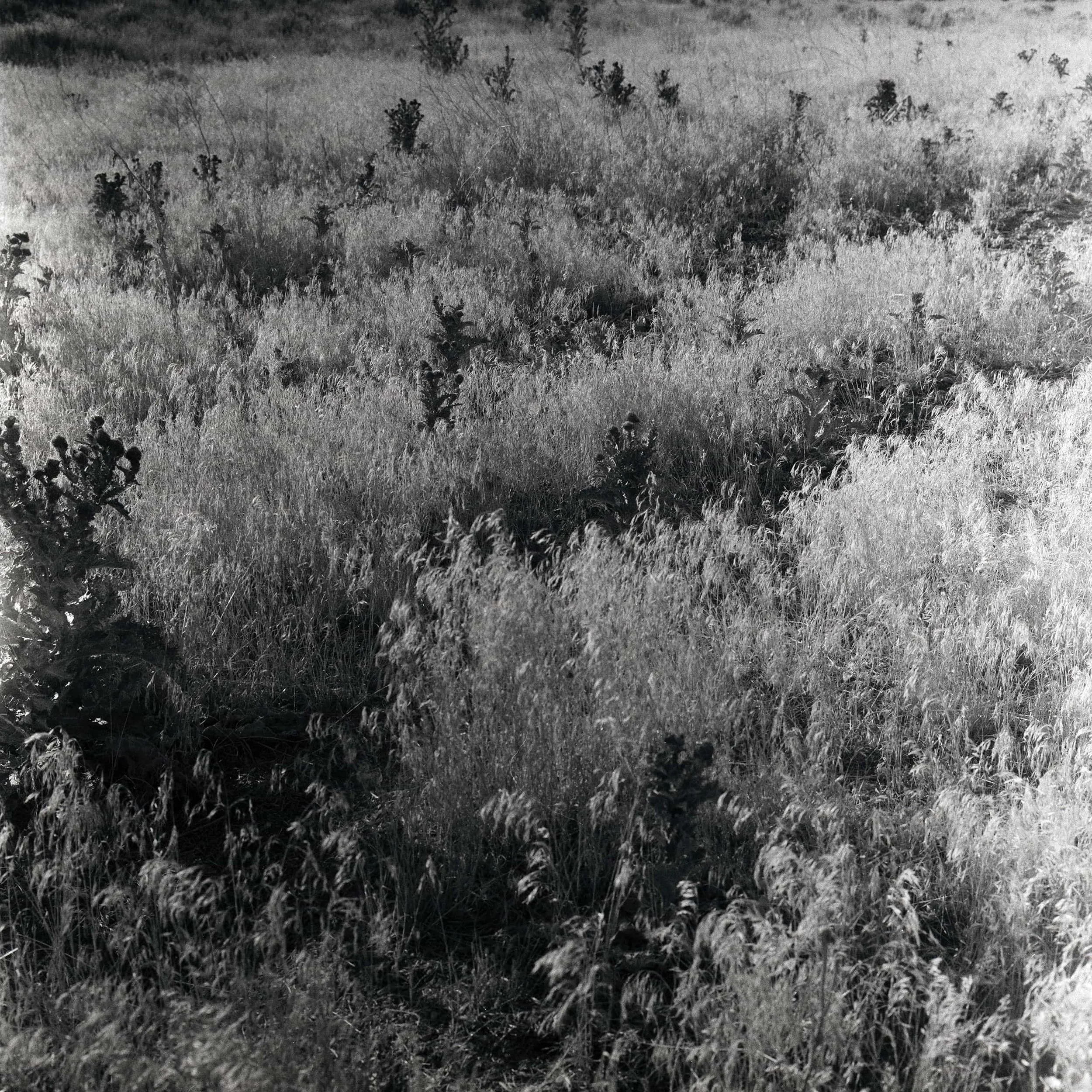 Openings #1
Gelatin Silver  Print