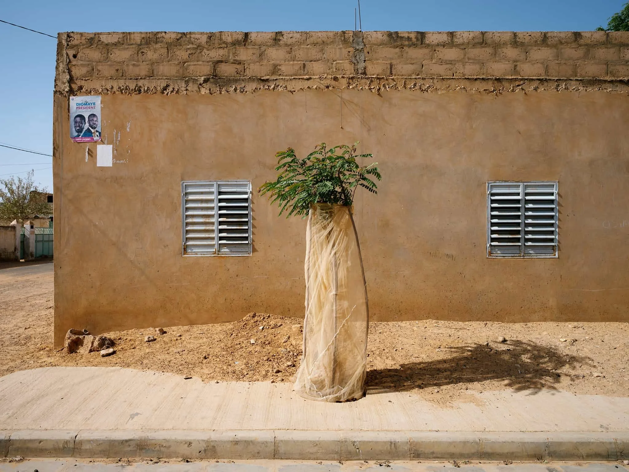 Veiled Plants | Series of 20