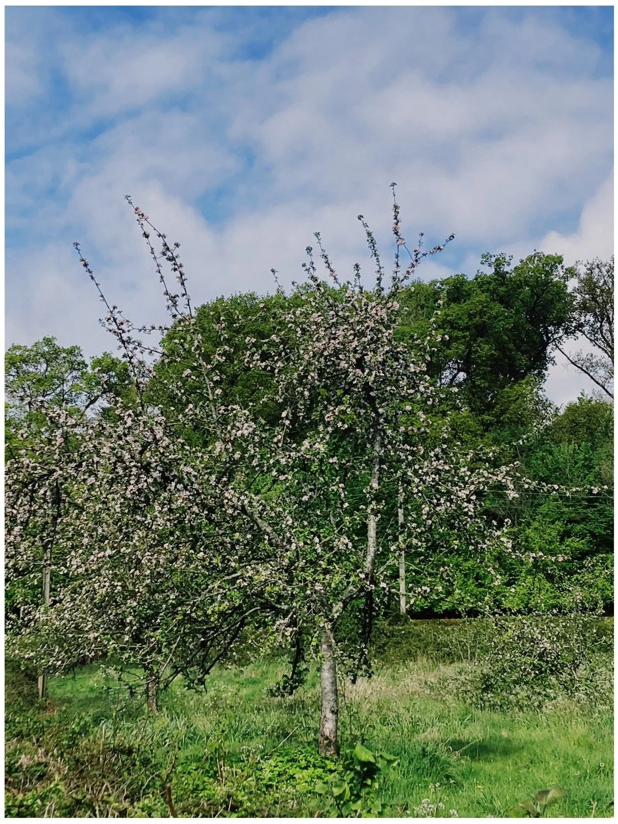 A blossoming tree with white flowers stands in a grassy field, with a backdrop of green trees and a blue sky with scattered clouds.
