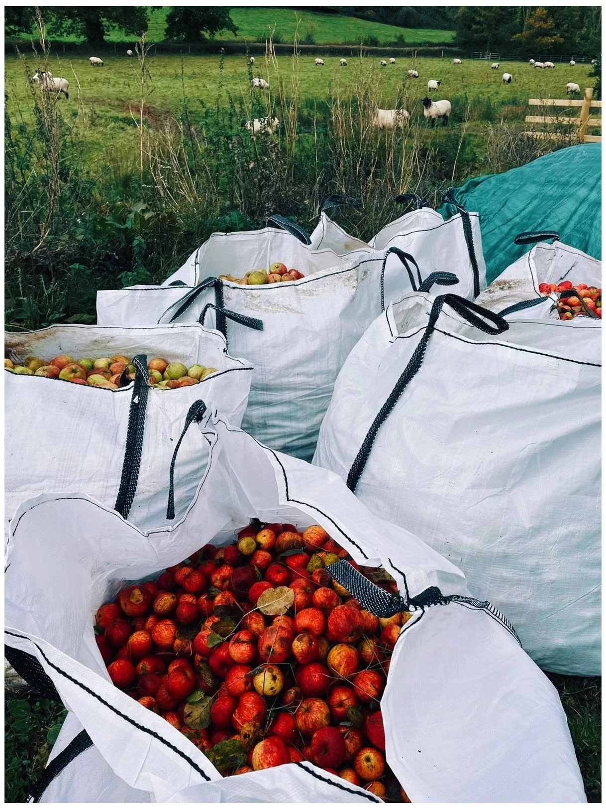 Bags filled with freshly picked apples on a farm, with a grassy field and sheep grazing in the background.
