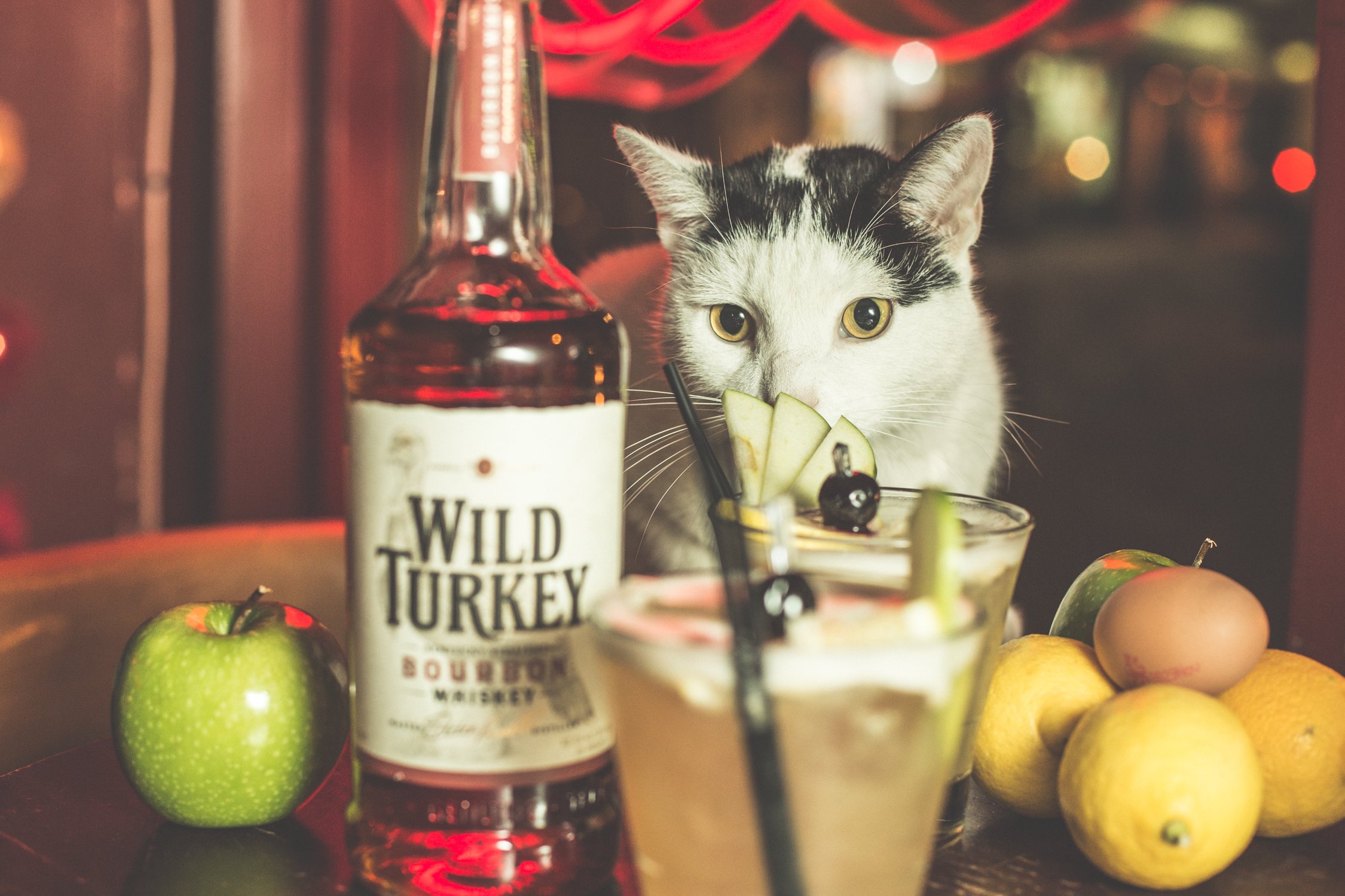 Wild Turkey - Thanksgiving - Lala London Case Study