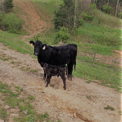 805 and calf.jpg