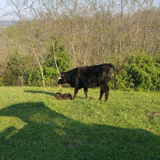 New calf.jpg
