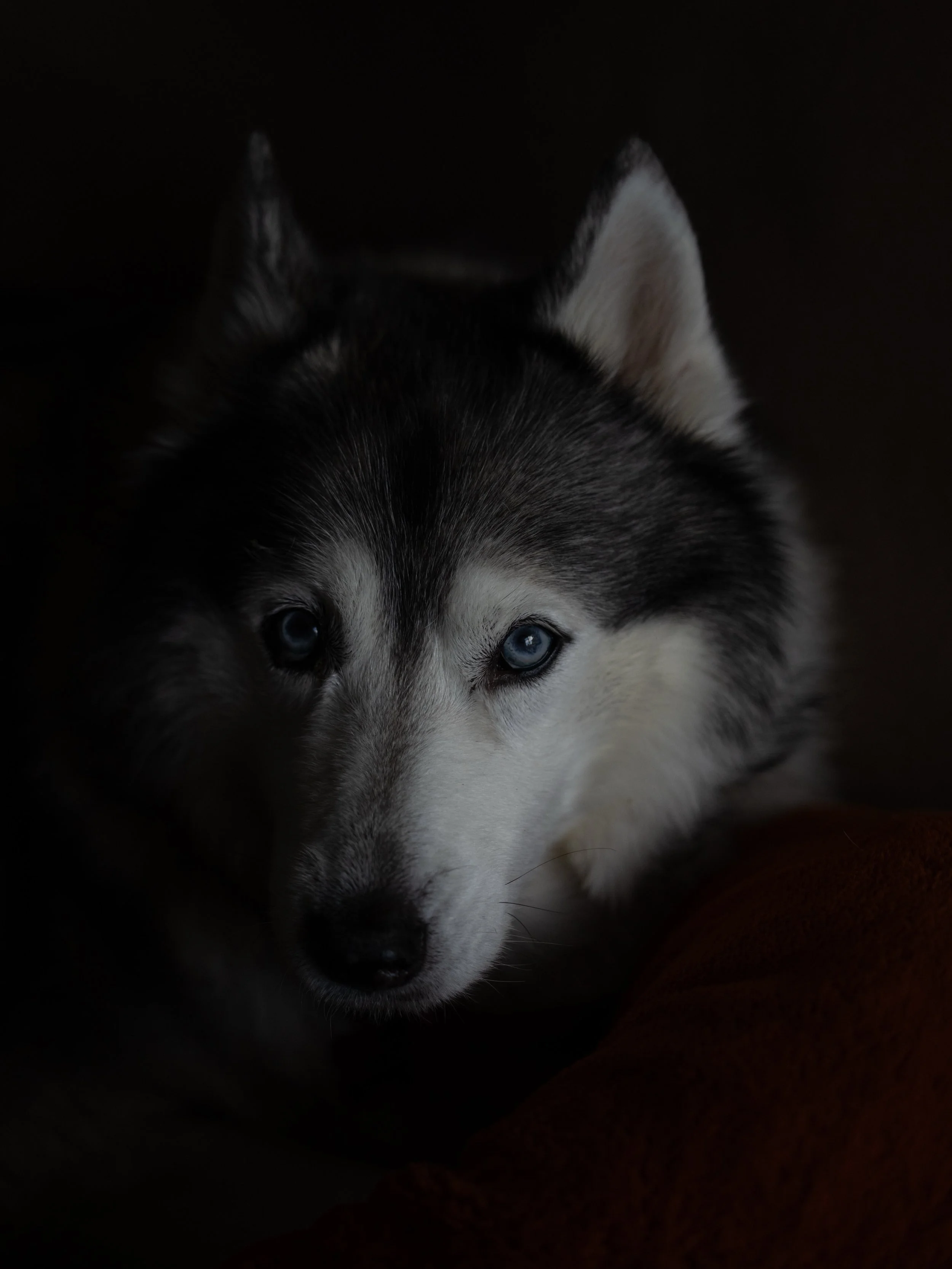 Luna &amp; Mocha