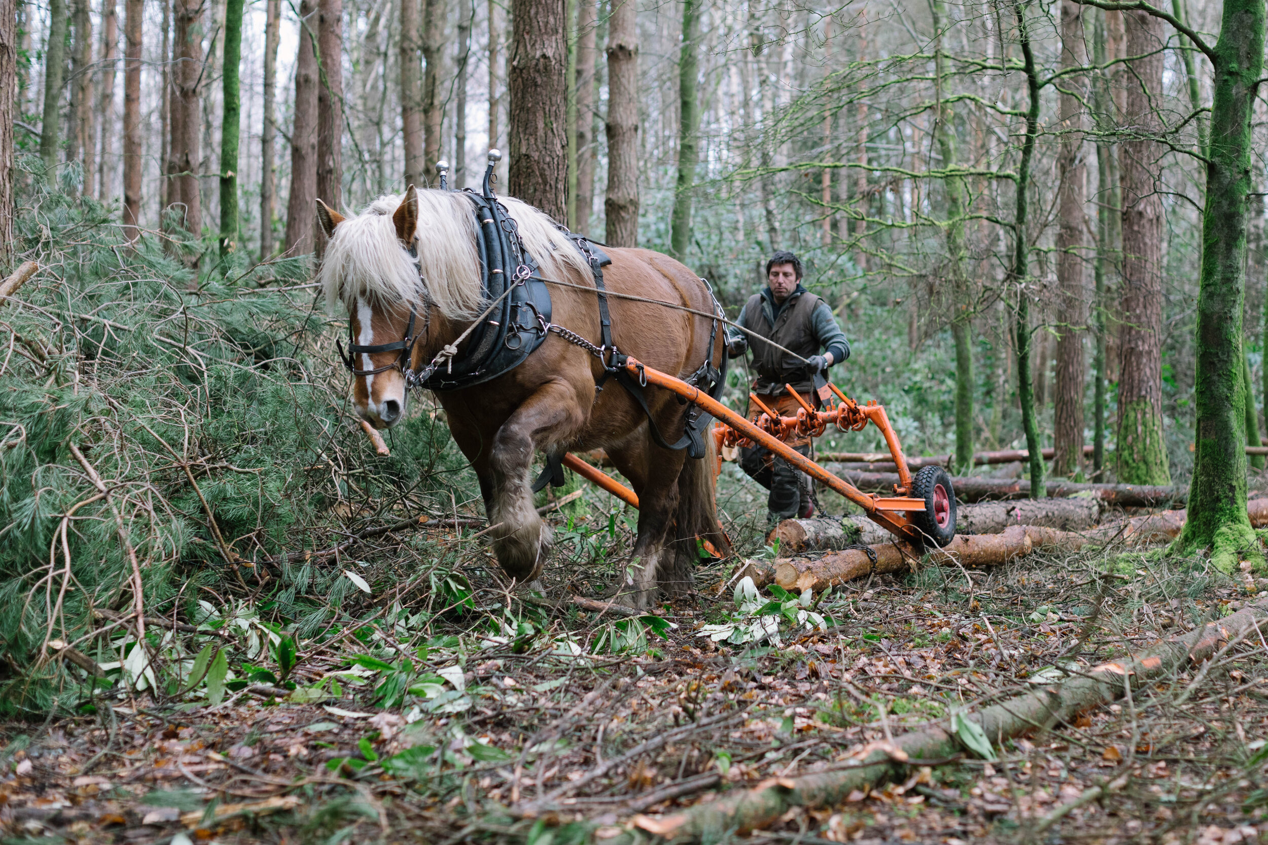 Horse Logging Equipment