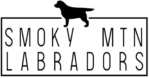 smoky mountain labradors